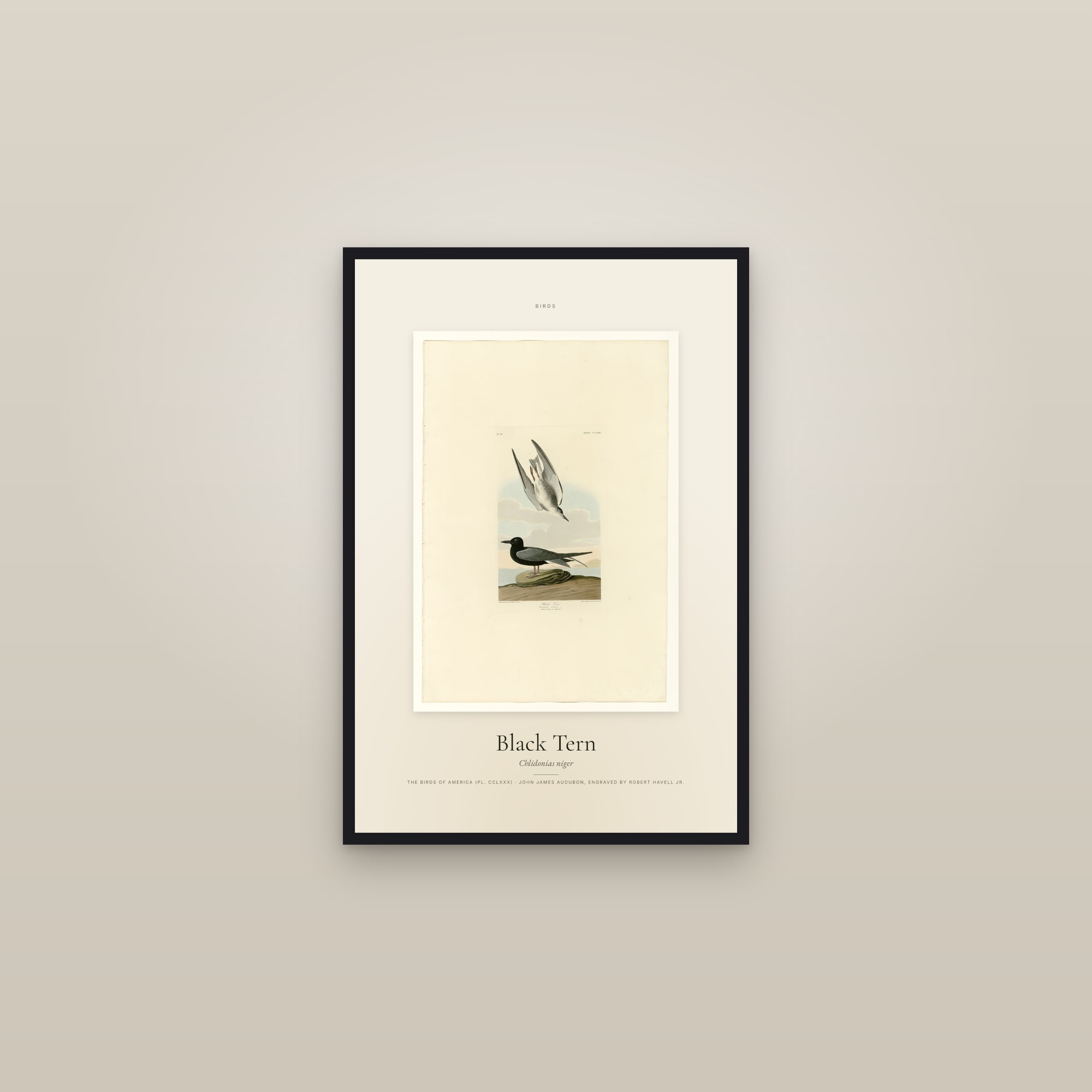 Black Tern — Specimen — framed in a gallery setting