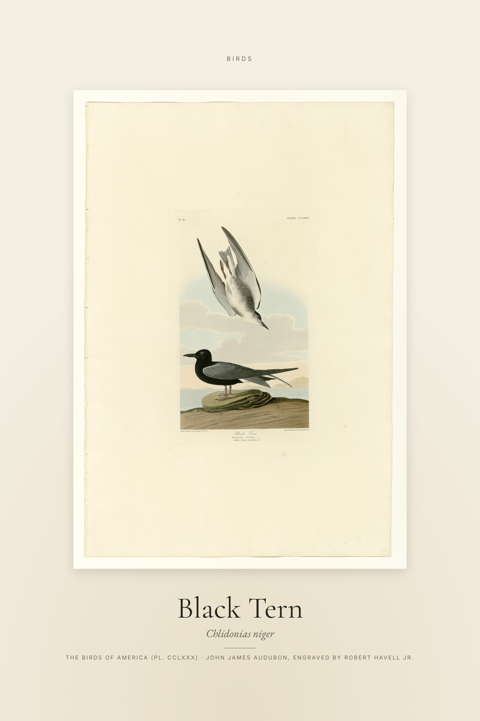 Black Tern — Specimen
