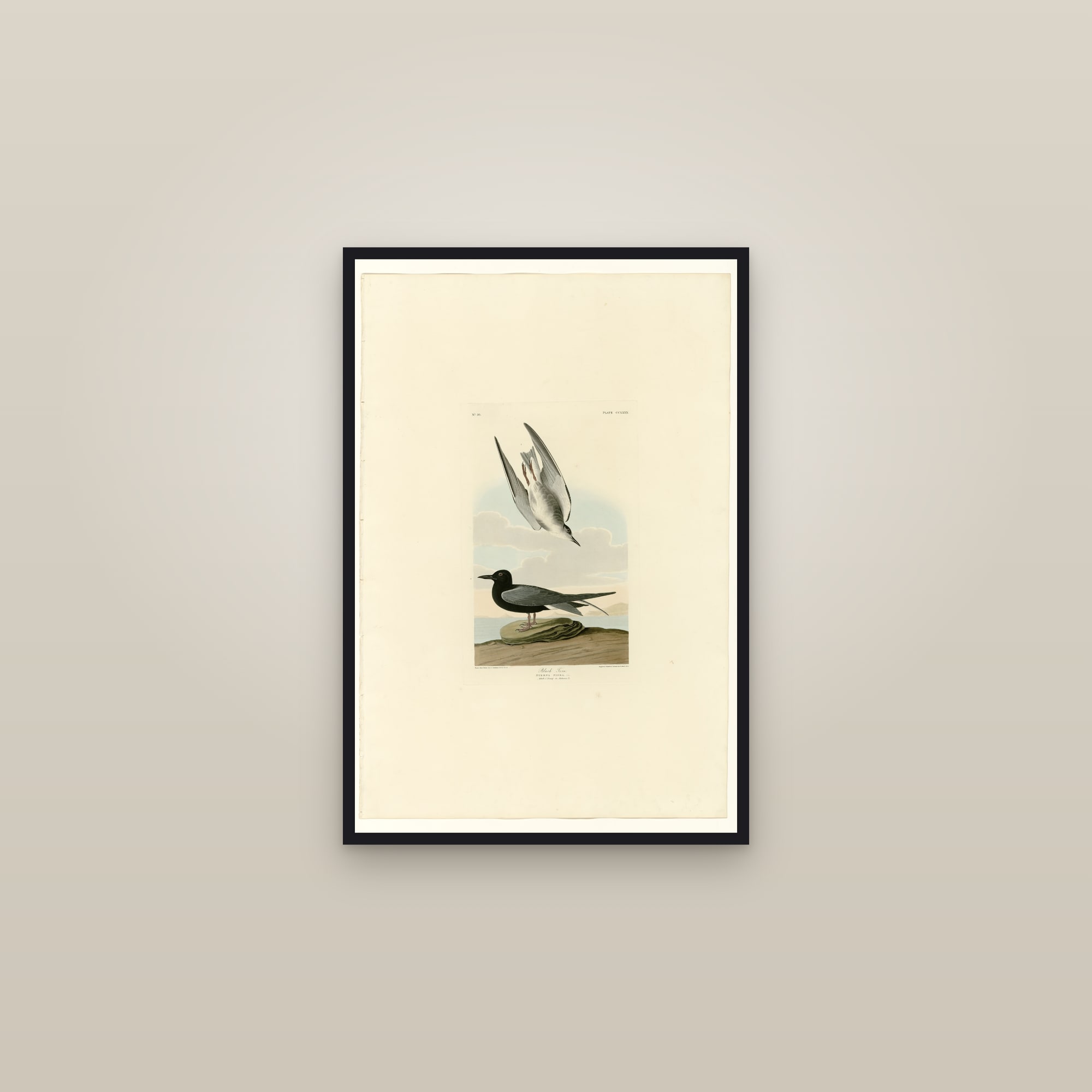 Black Tern — framed in a gallery setting