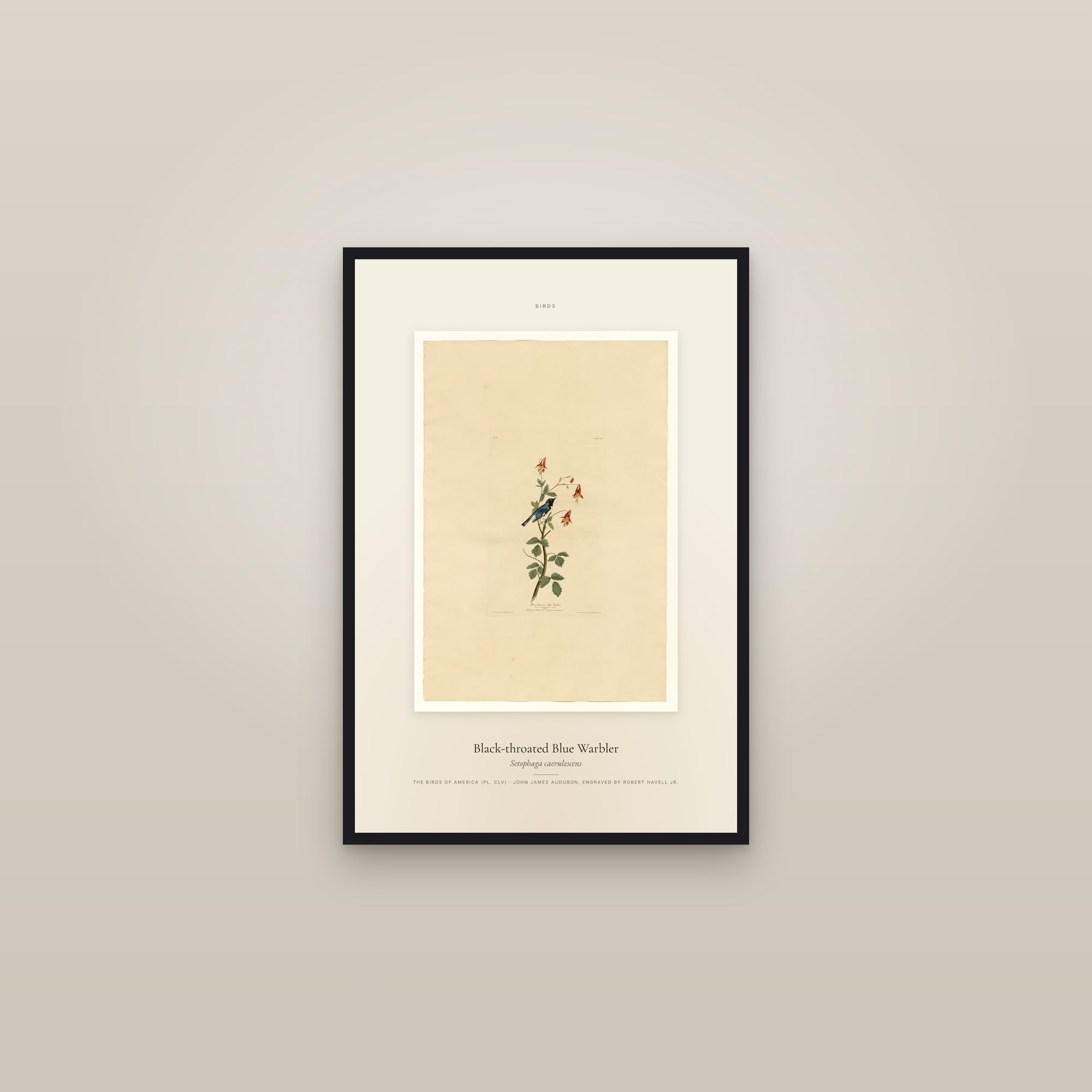 Black-throated Blue Warbler — Specimen — framed in a gallery setting