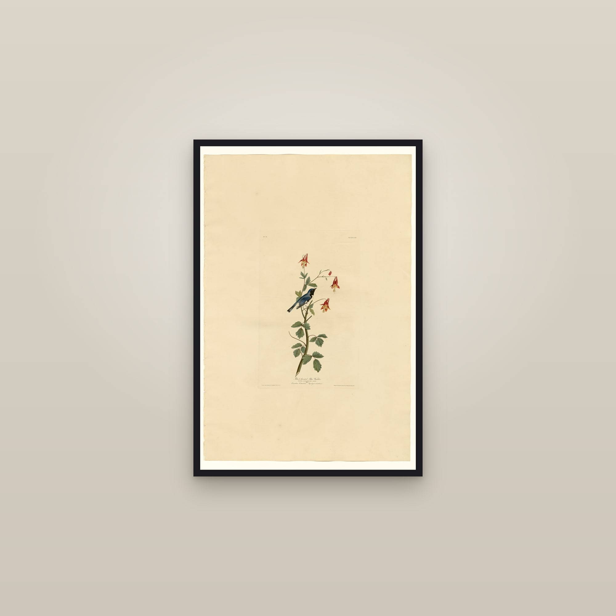 Black-throated Blue Warbler — framed in a gallery setting