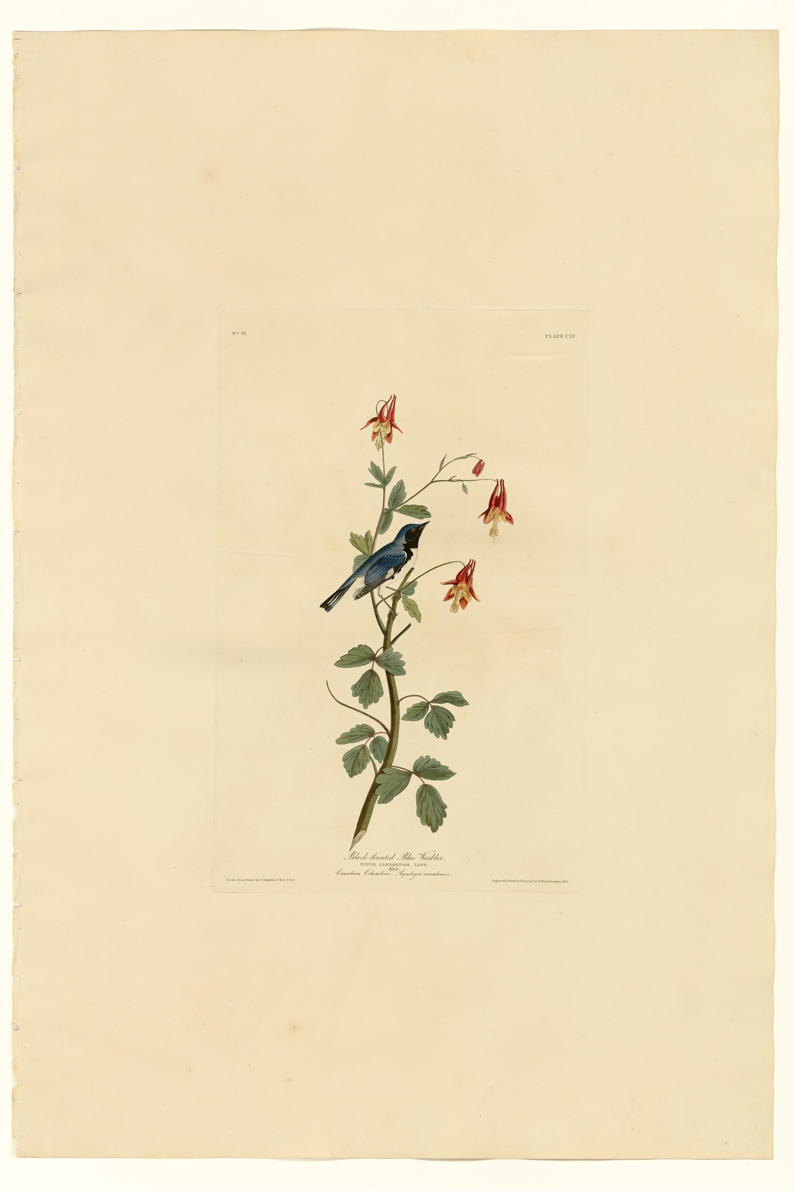 Black-throated Blue Warbler