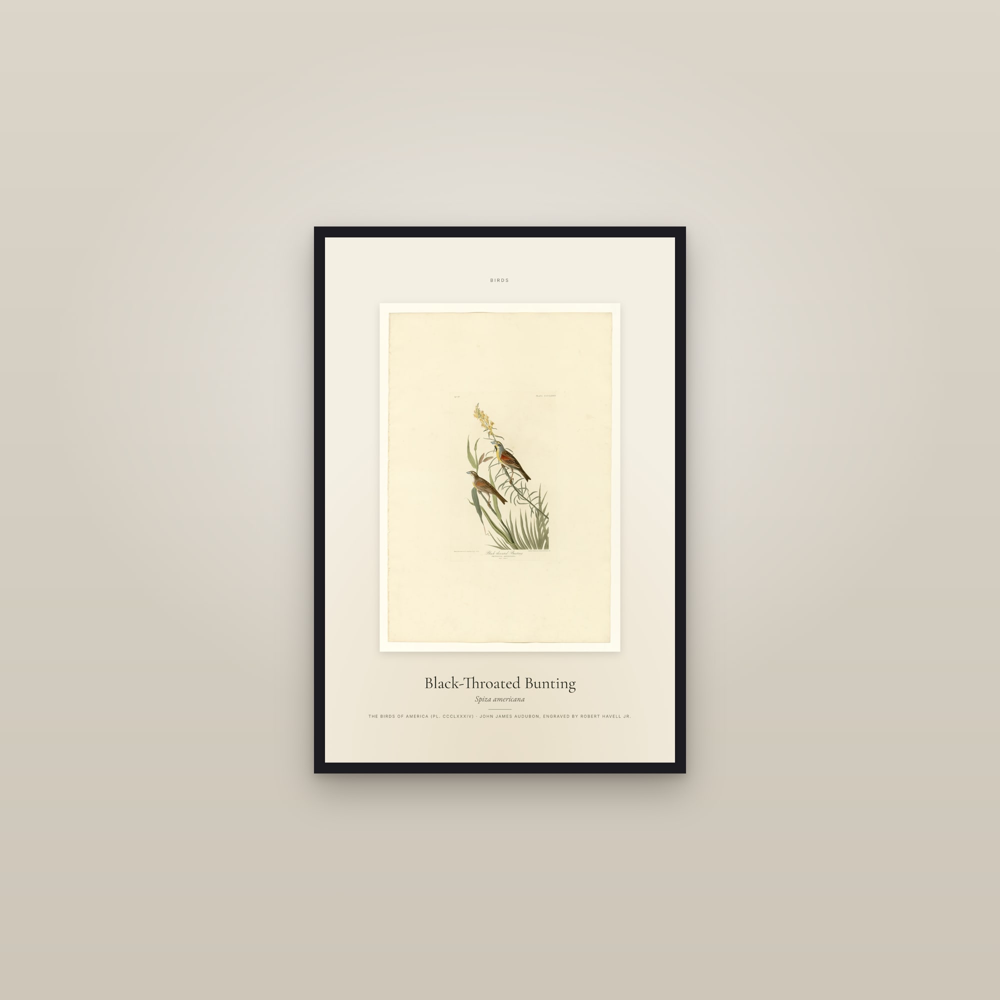 Black-Throated Bunting — Specimen — framed in a gallery setting