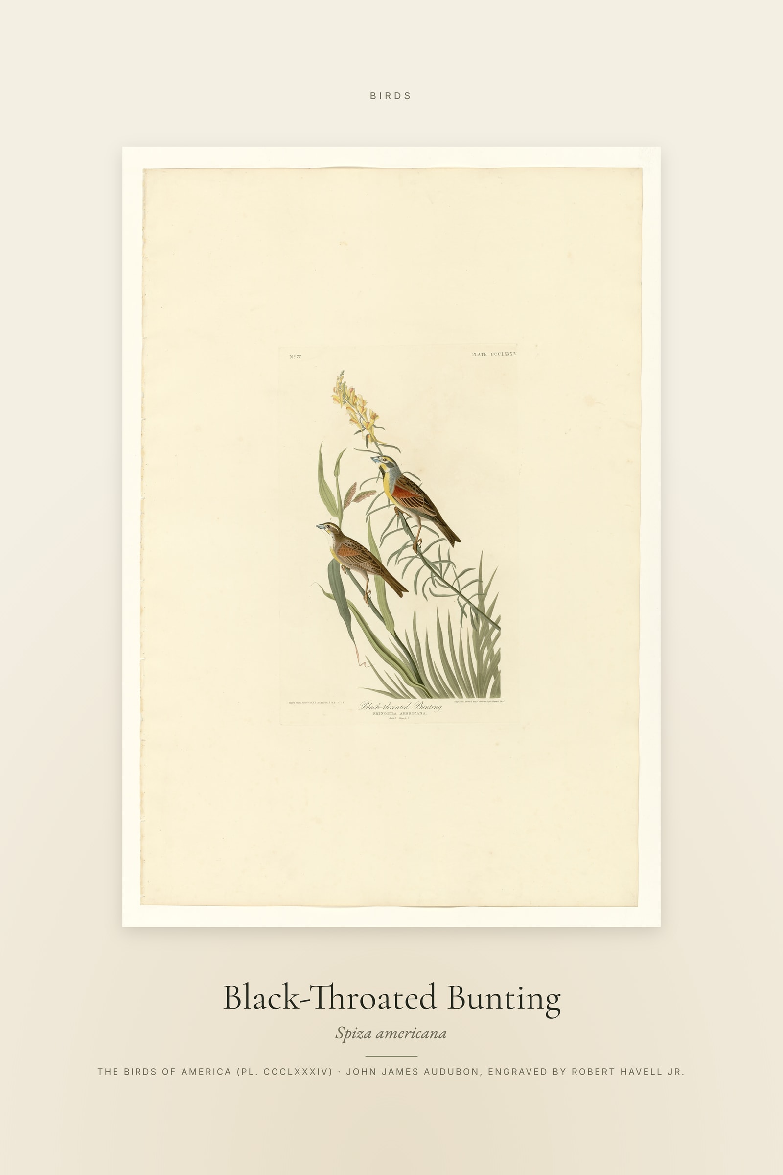 Black-Throated Bunting — Specimen