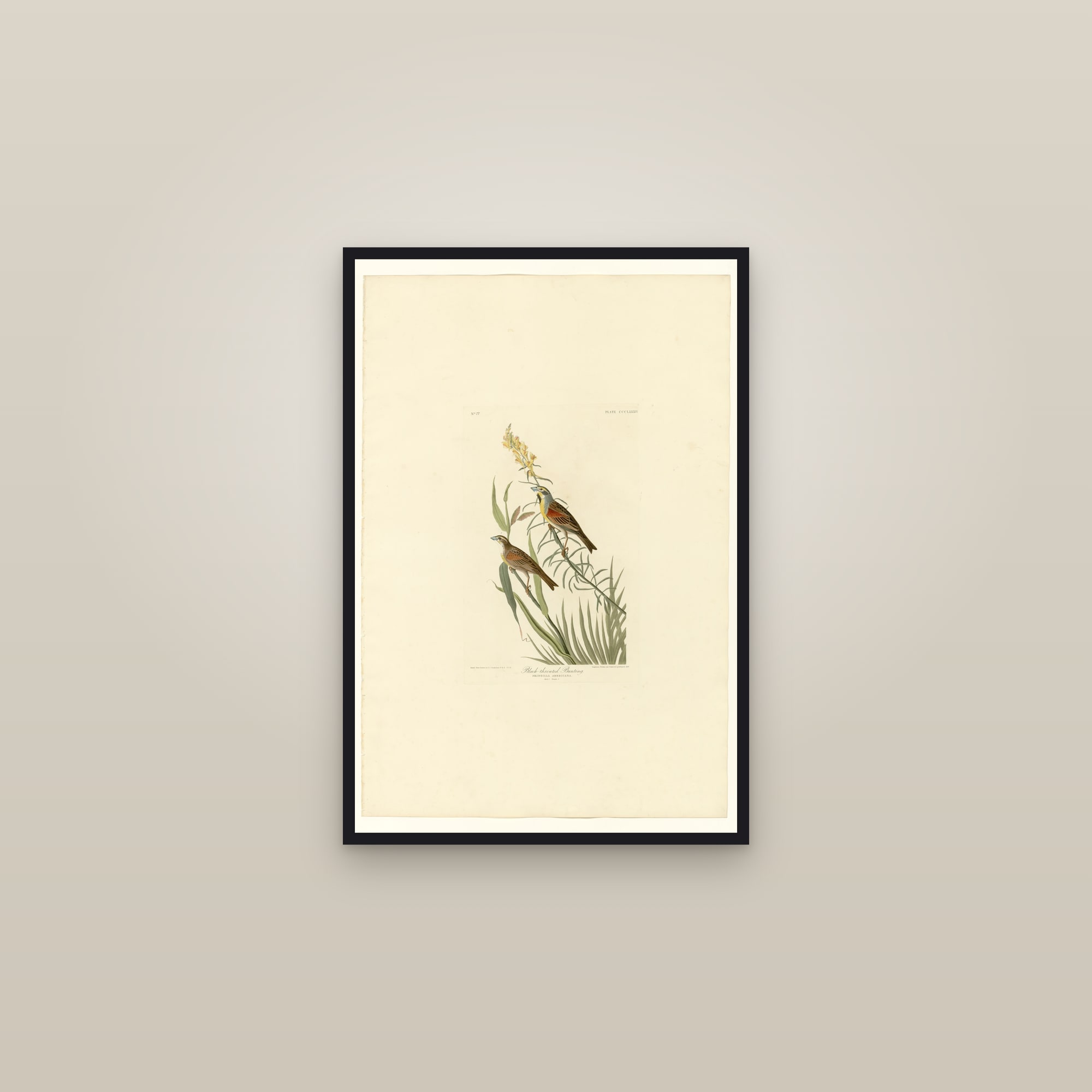 Black-Throated Bunting — framed in a gallery setting