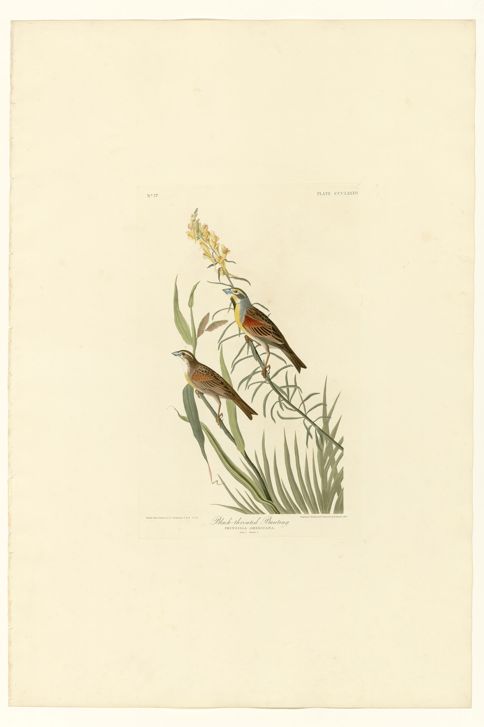 Black-Throated Bunting