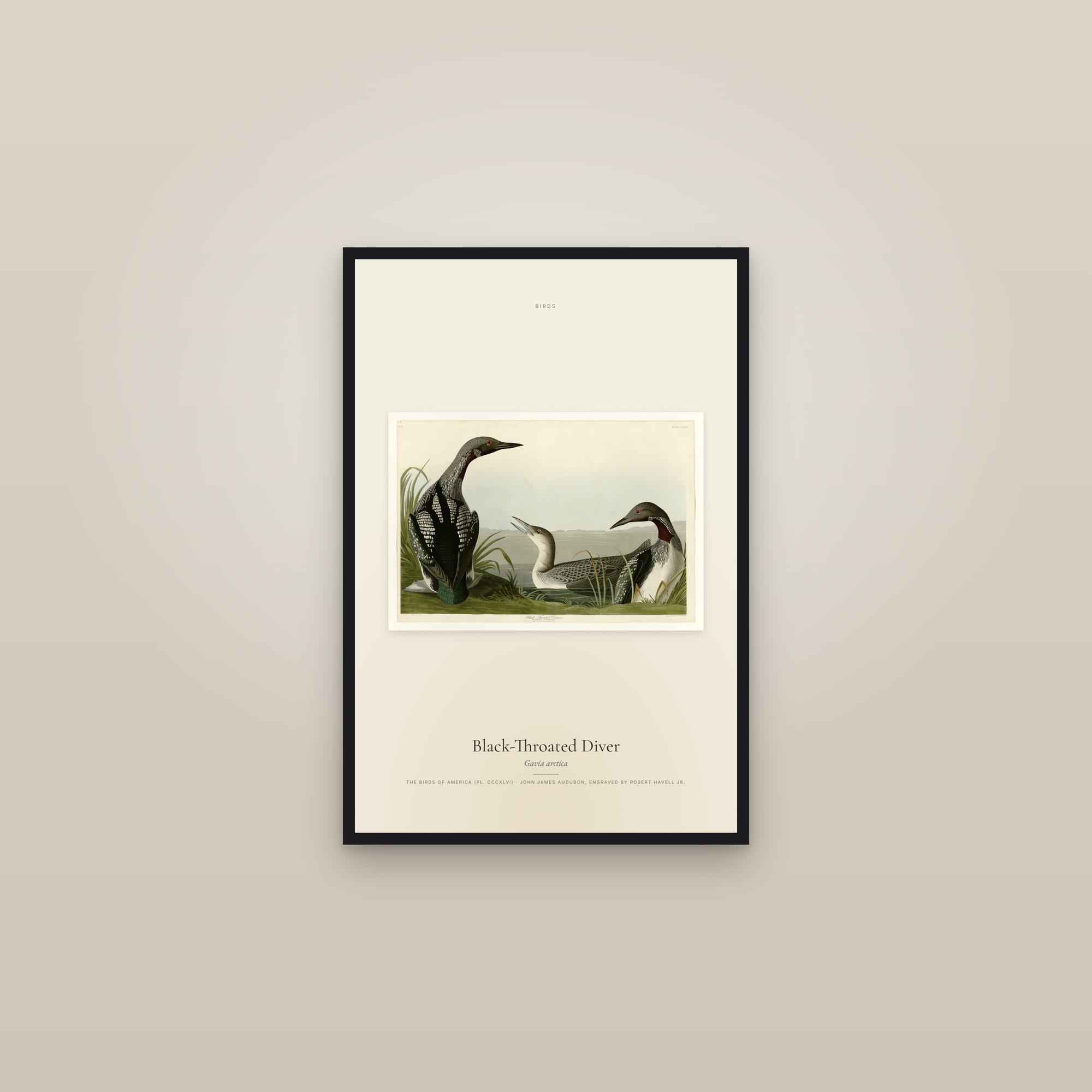 Black-Throated Diver — framed in a gallery setting