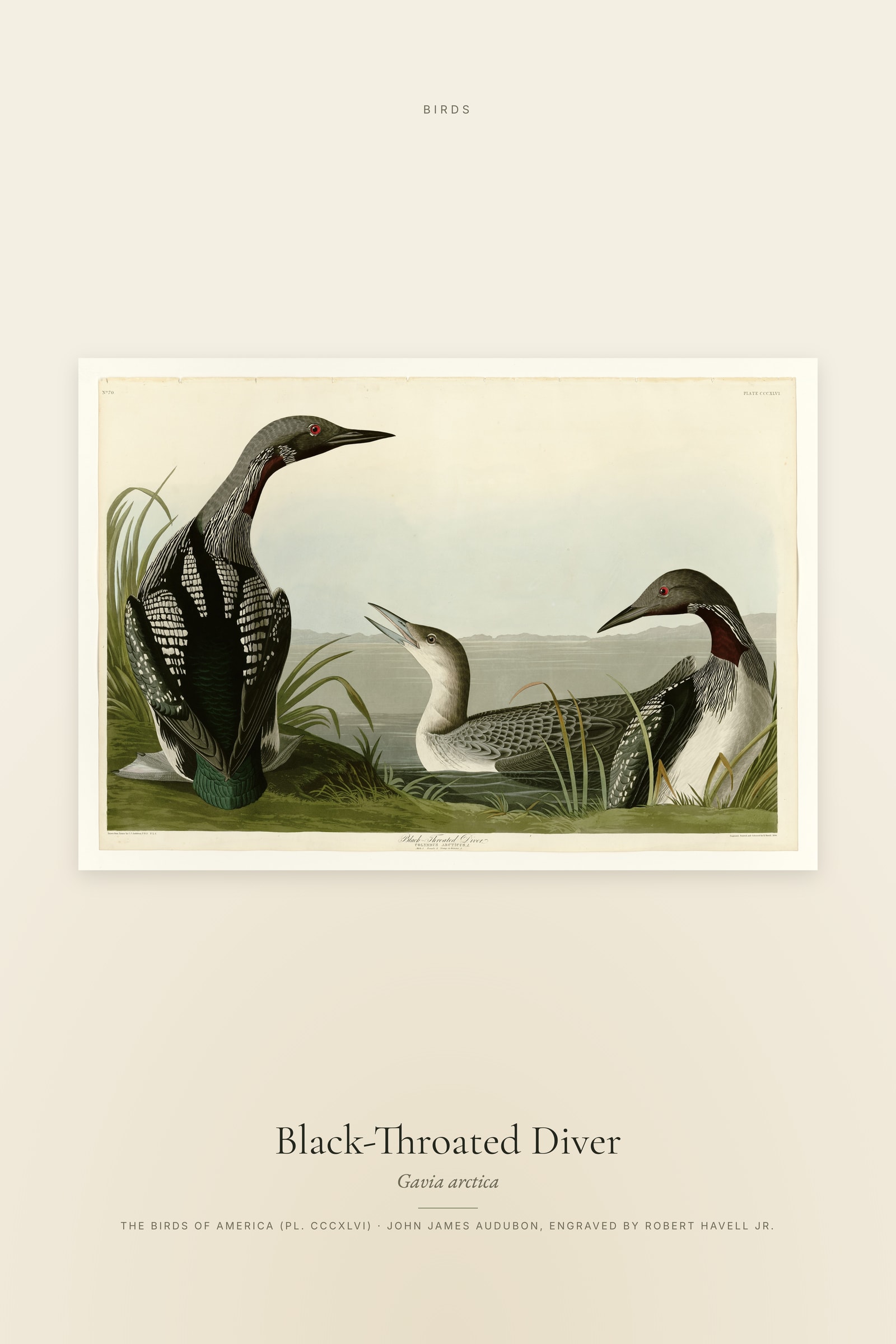 Black-Throated Diver