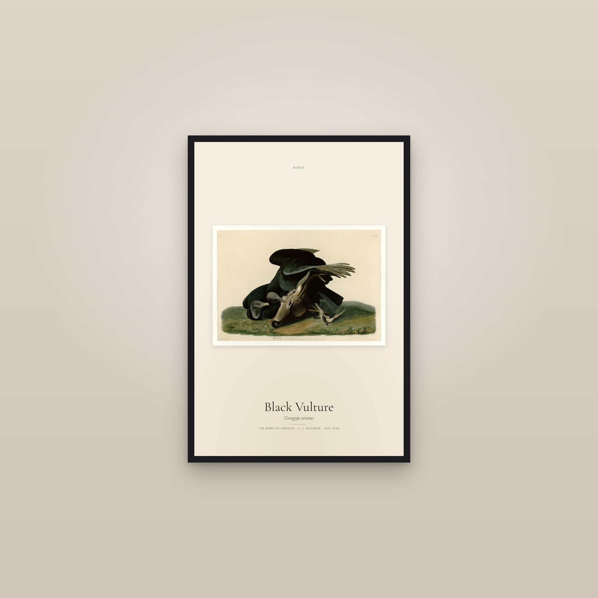 Black Vulture — framed in a gallery setting