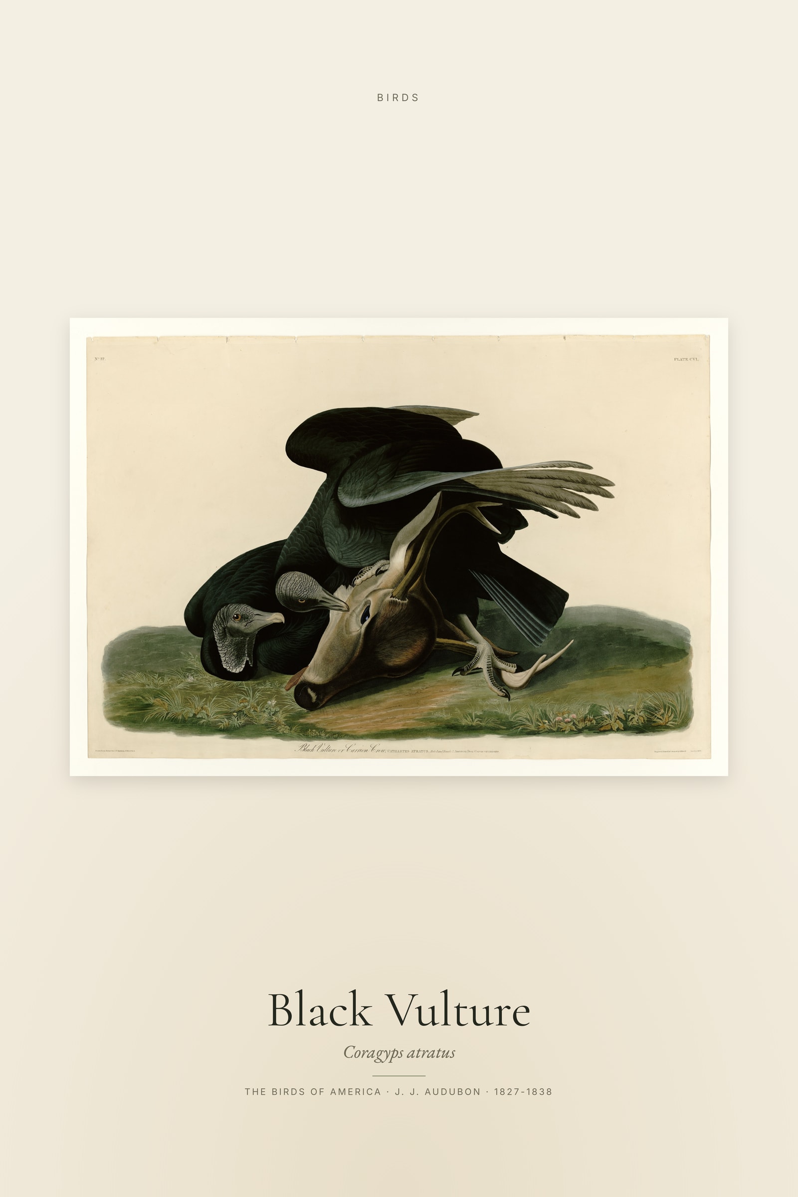 Black Vulture