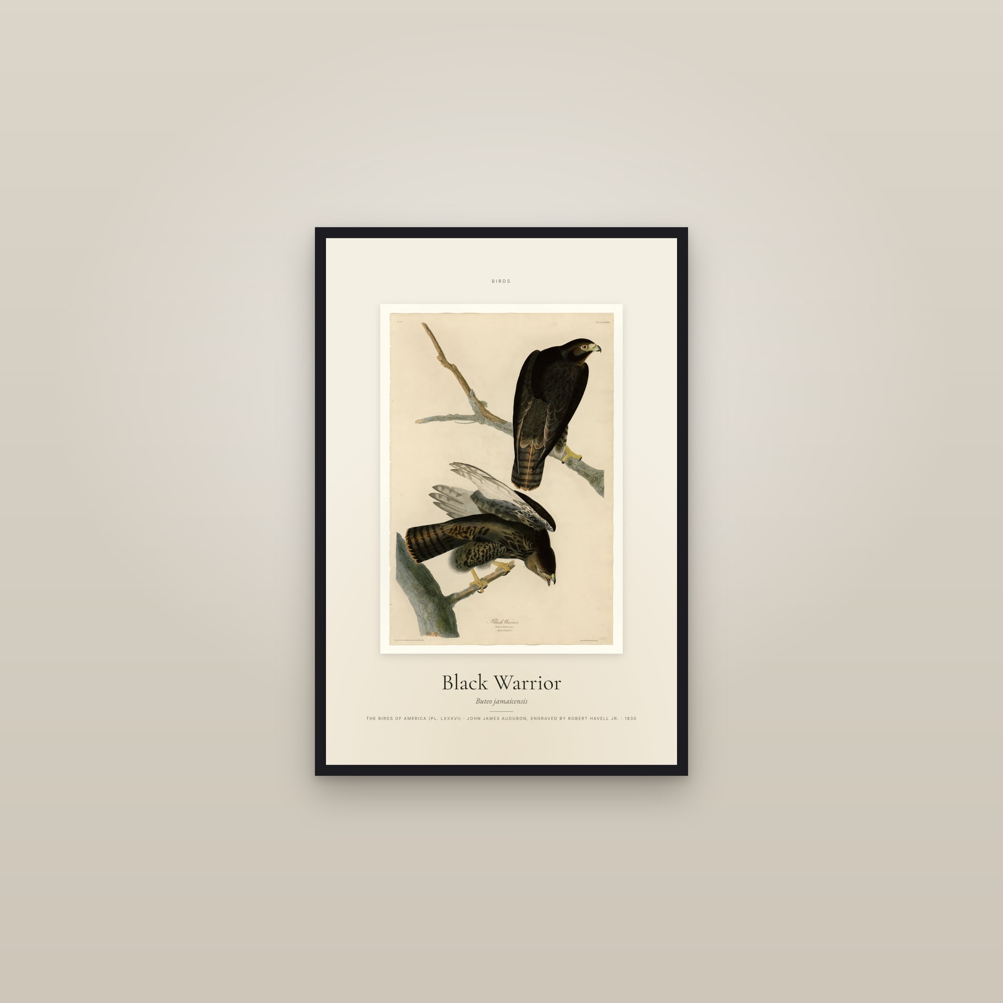 Black Warrior — Specimen — framed in a gallery setting