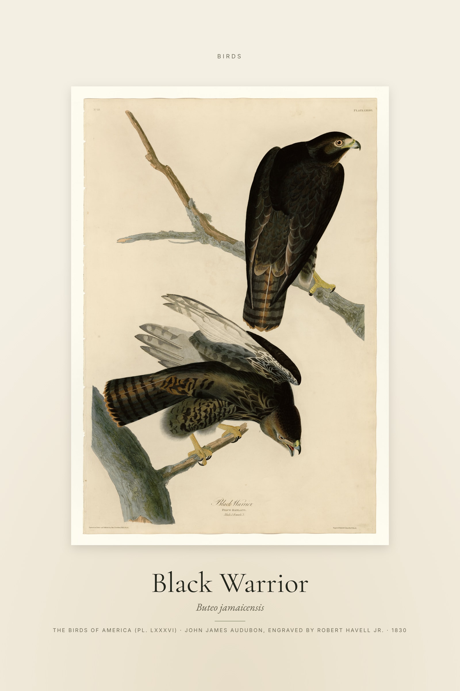 Black Warrior — Specimen
