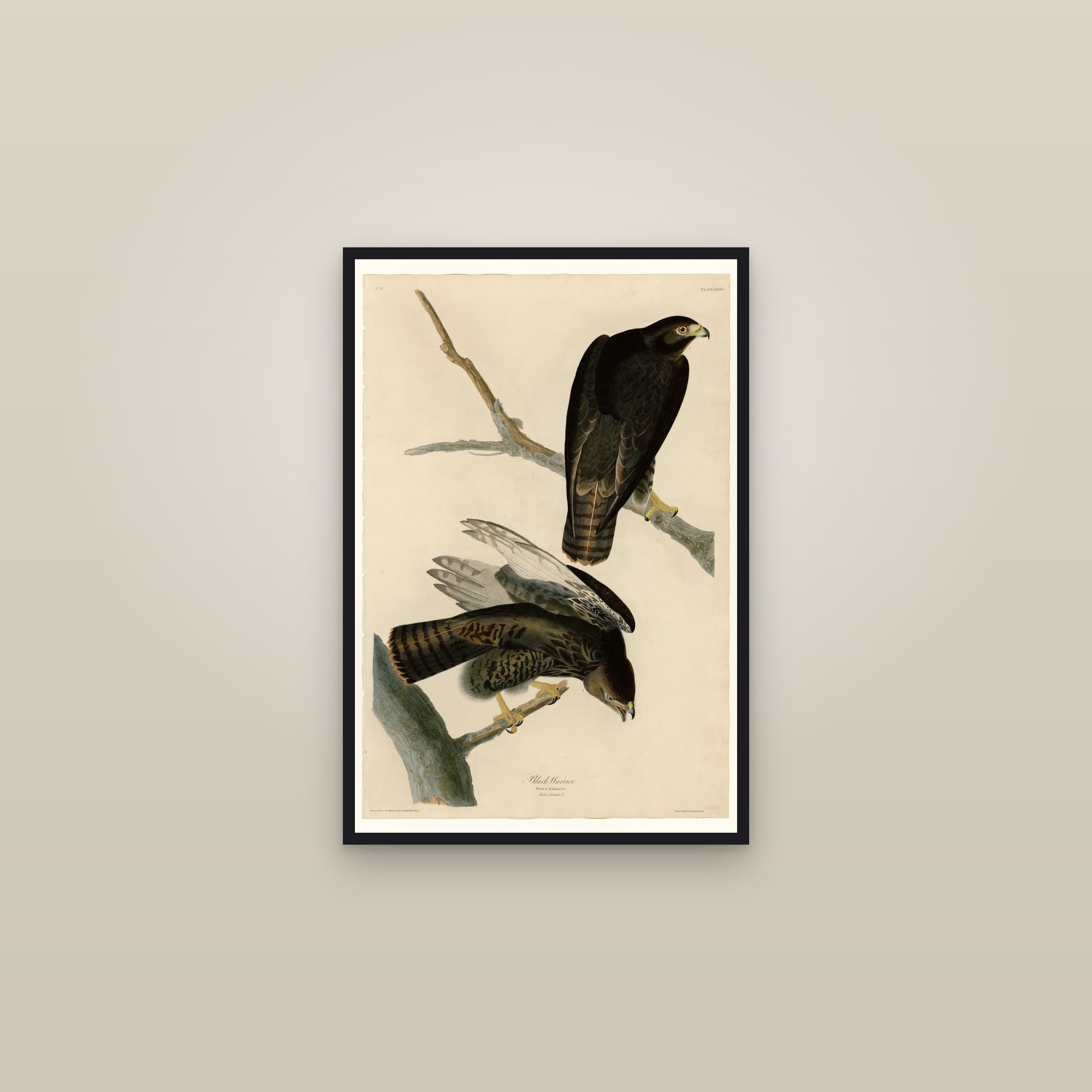 Black Warrior — framed in a gallery setting