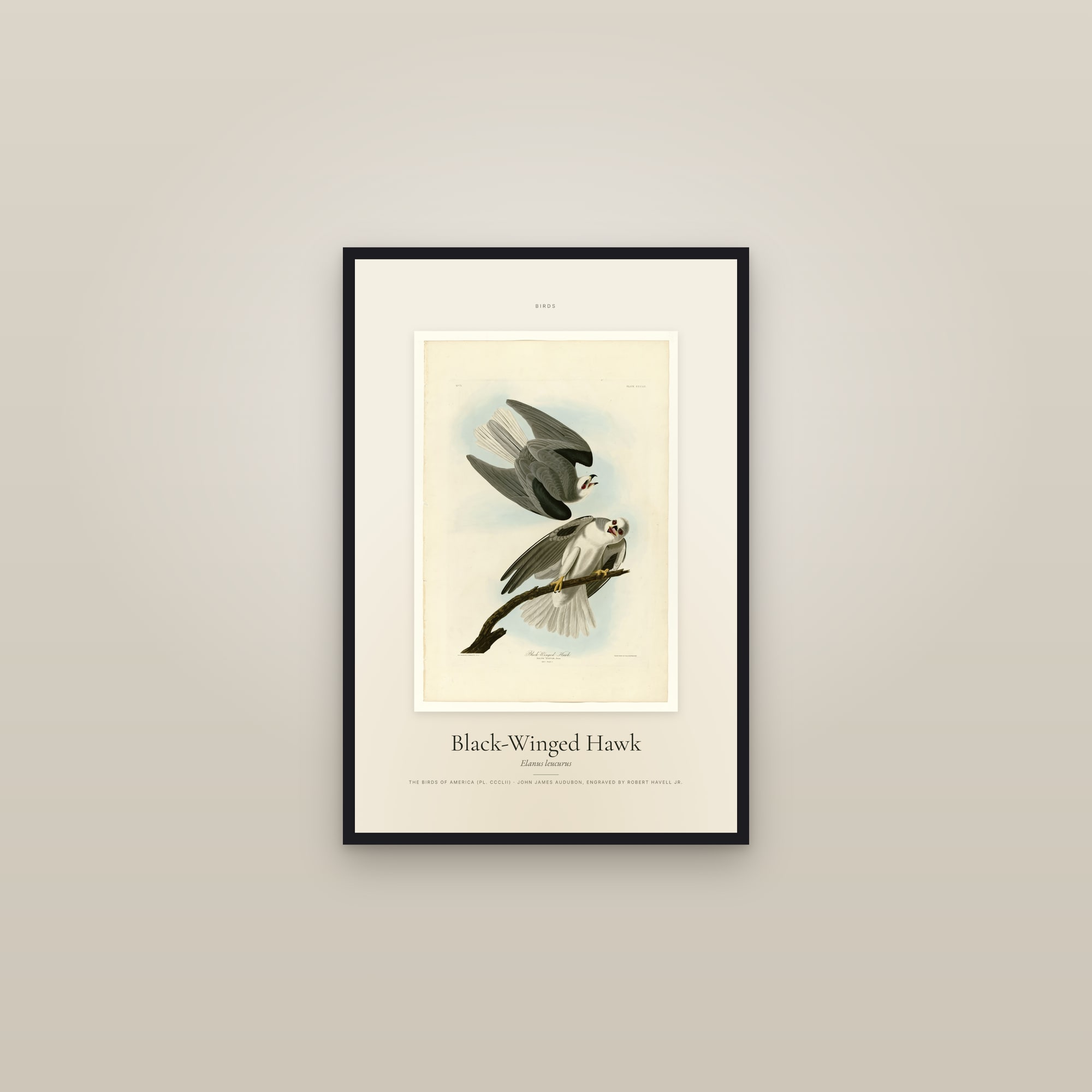 Black-Winged Hawk — Specimen — framed in a gallery setting