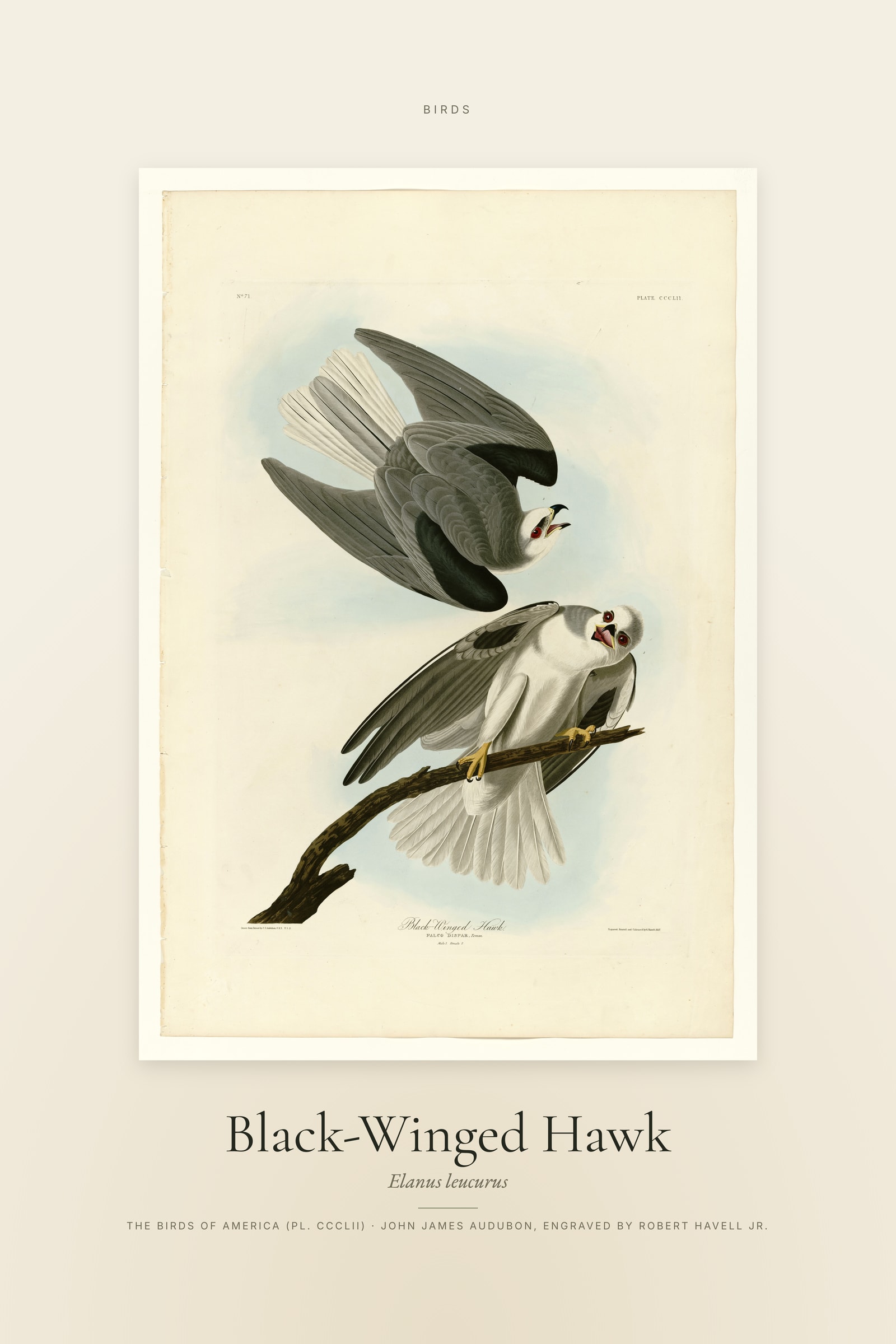Black-Winged Hawk — Specimen