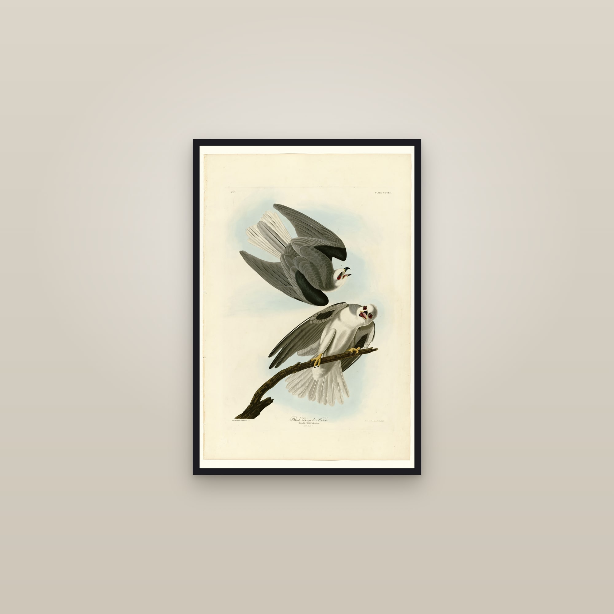 Black-Winged Hawk — framed in a gallery setting