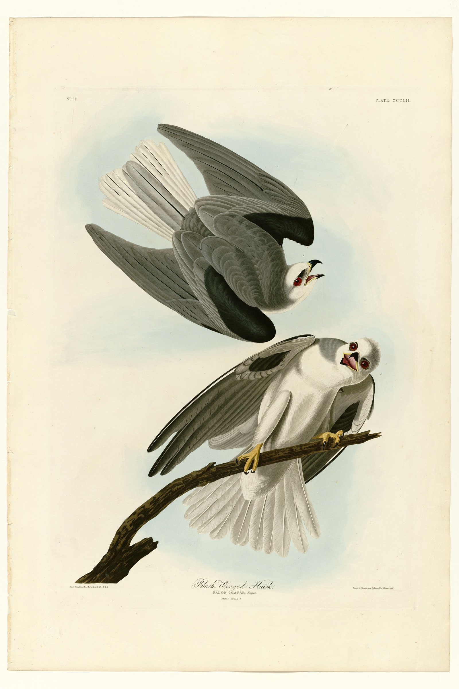 Black-Winged Hawk