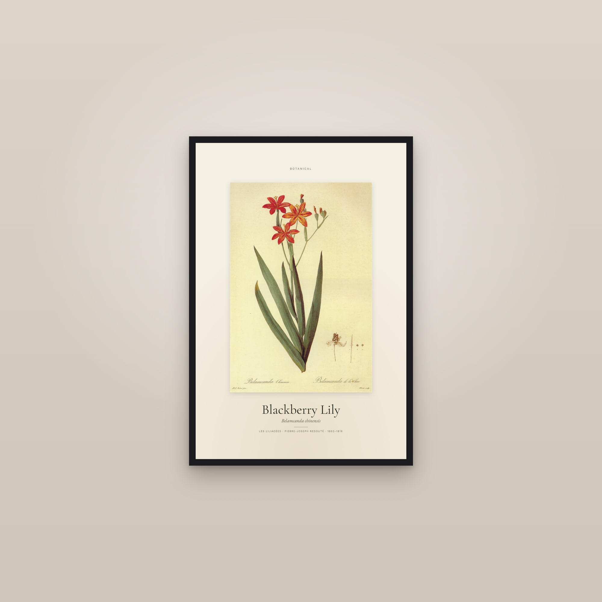 Blackberry Lily — Specimen — framed in a gallery setting