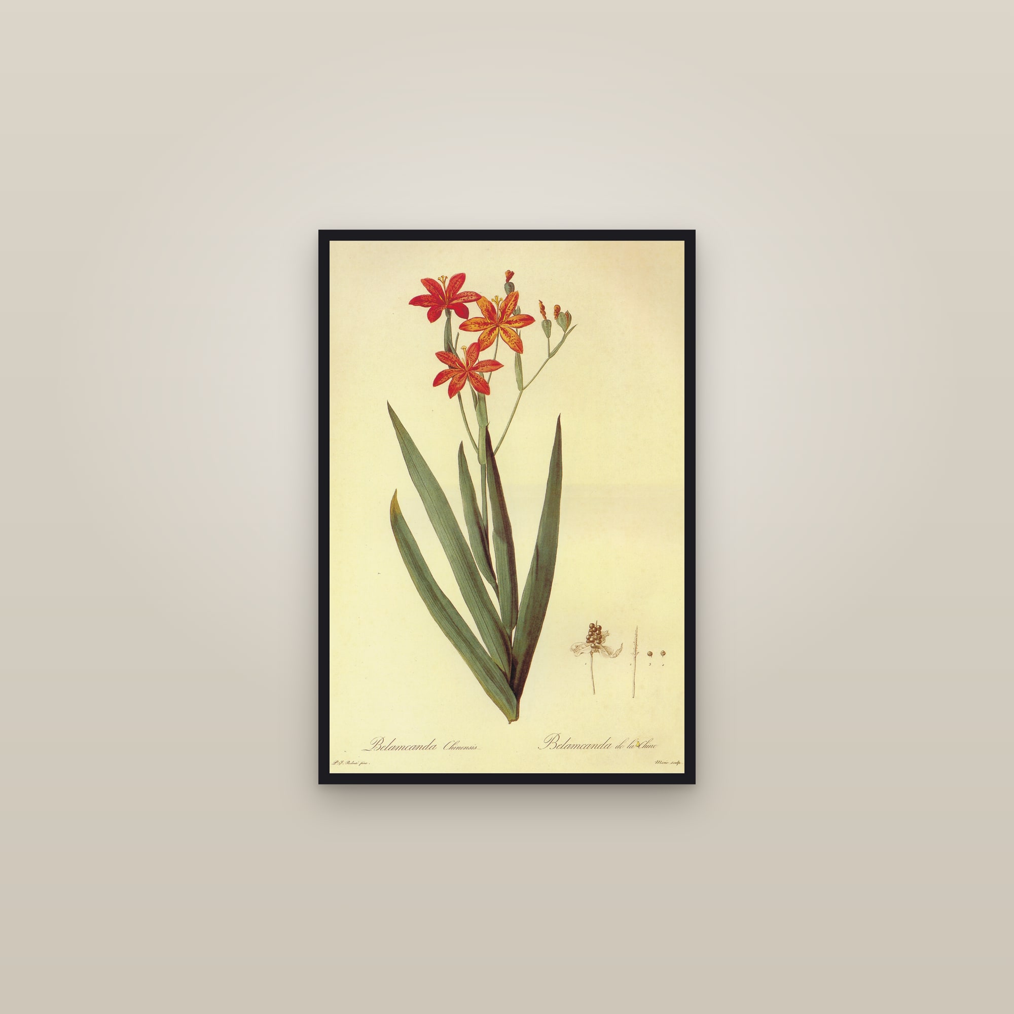 Blackberry Lily