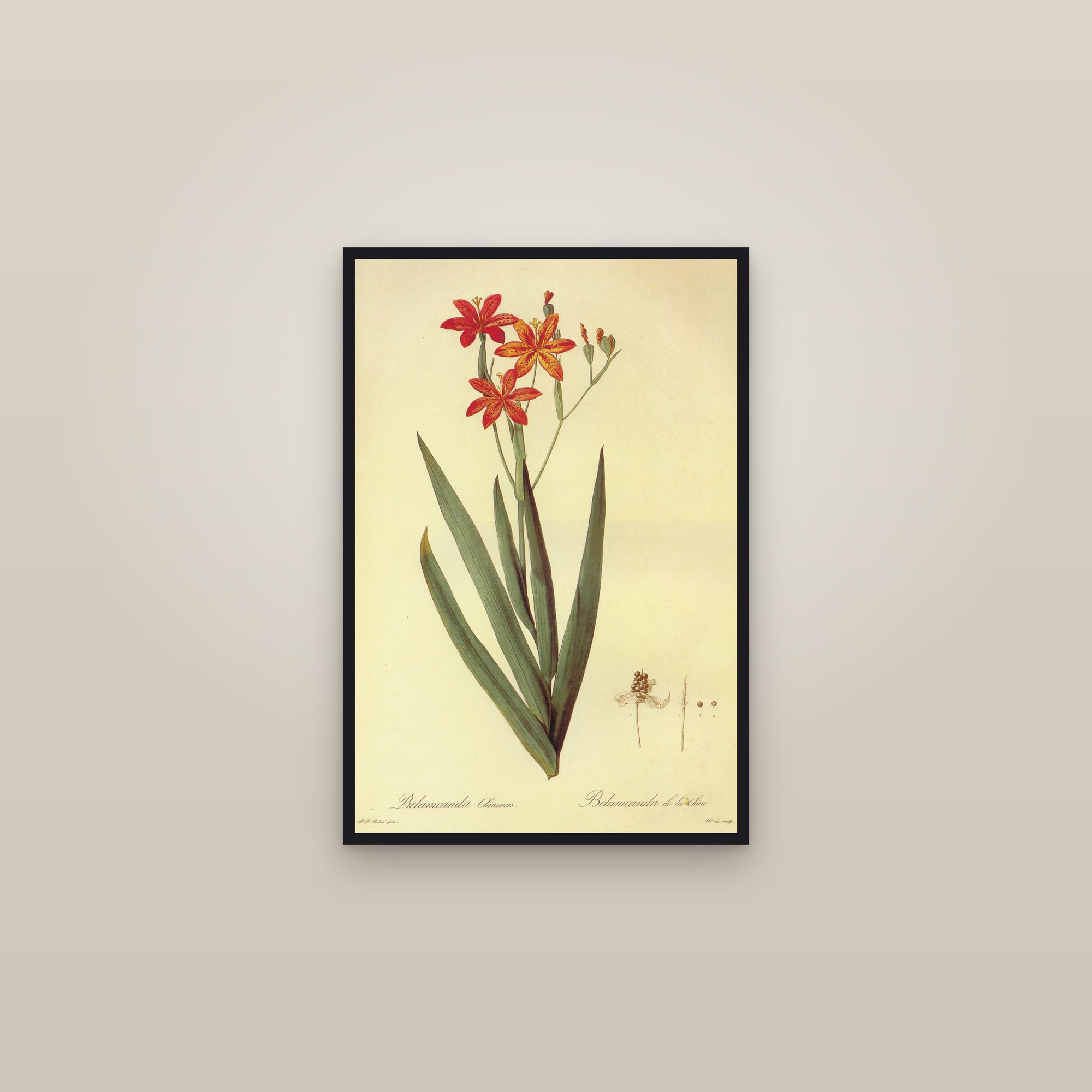 Blackberry Lily — framed in a gallery setting