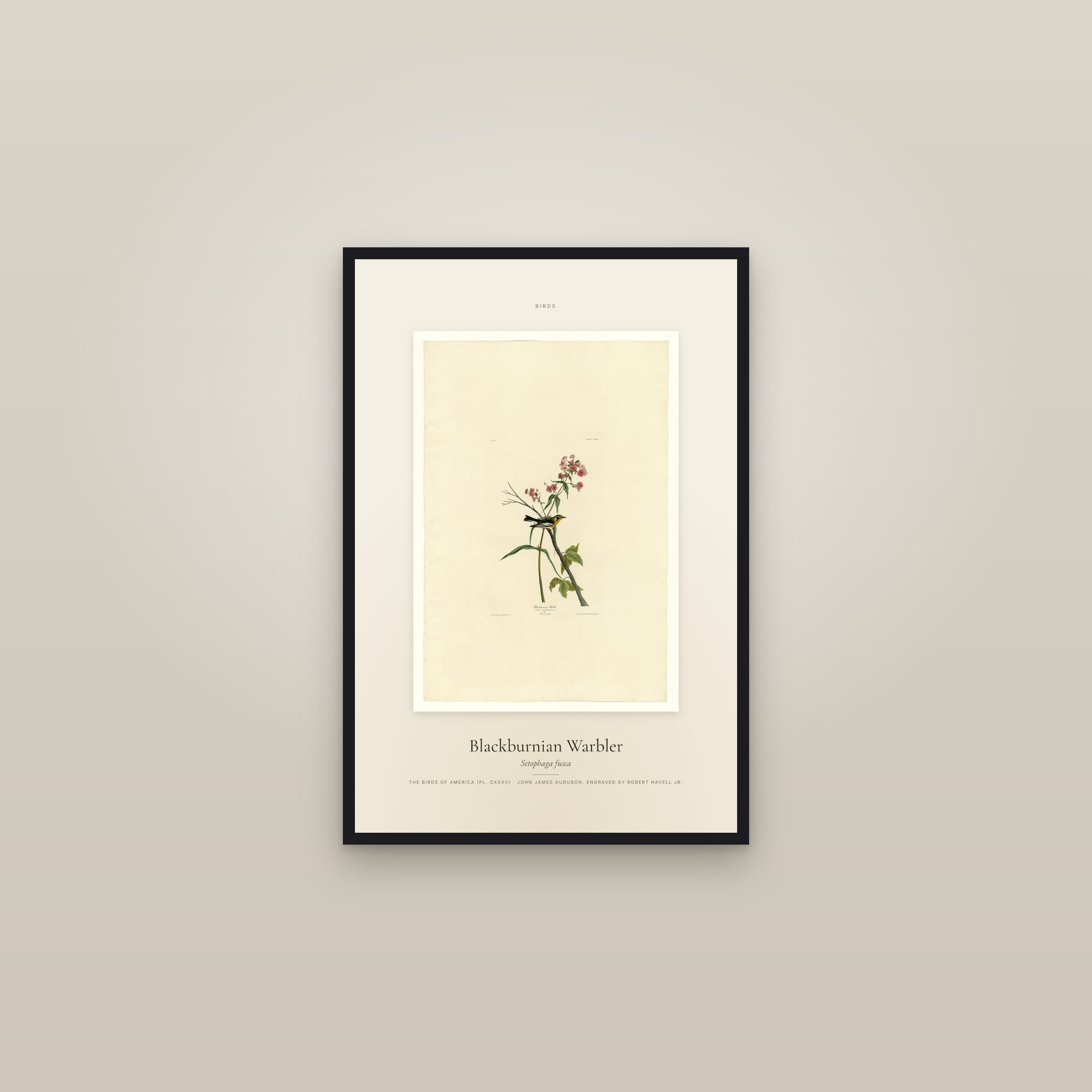 Blackburnian Warbler — Specimen — framed in a gallery setting