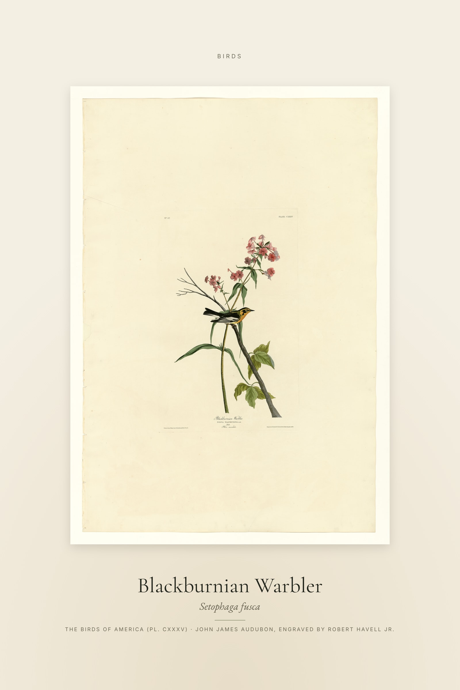 Blackburnian Warbler — Specimen