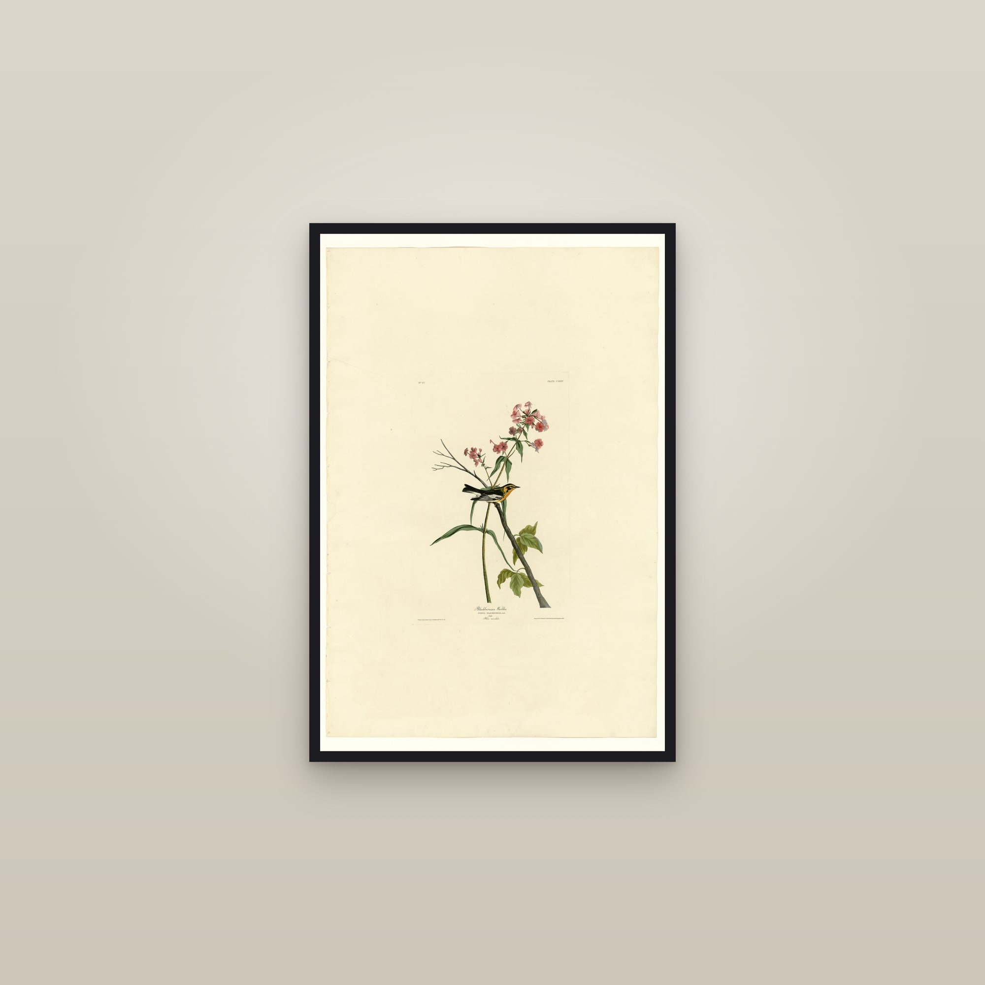 Blackburnian Warbler — framed in a gallery setting