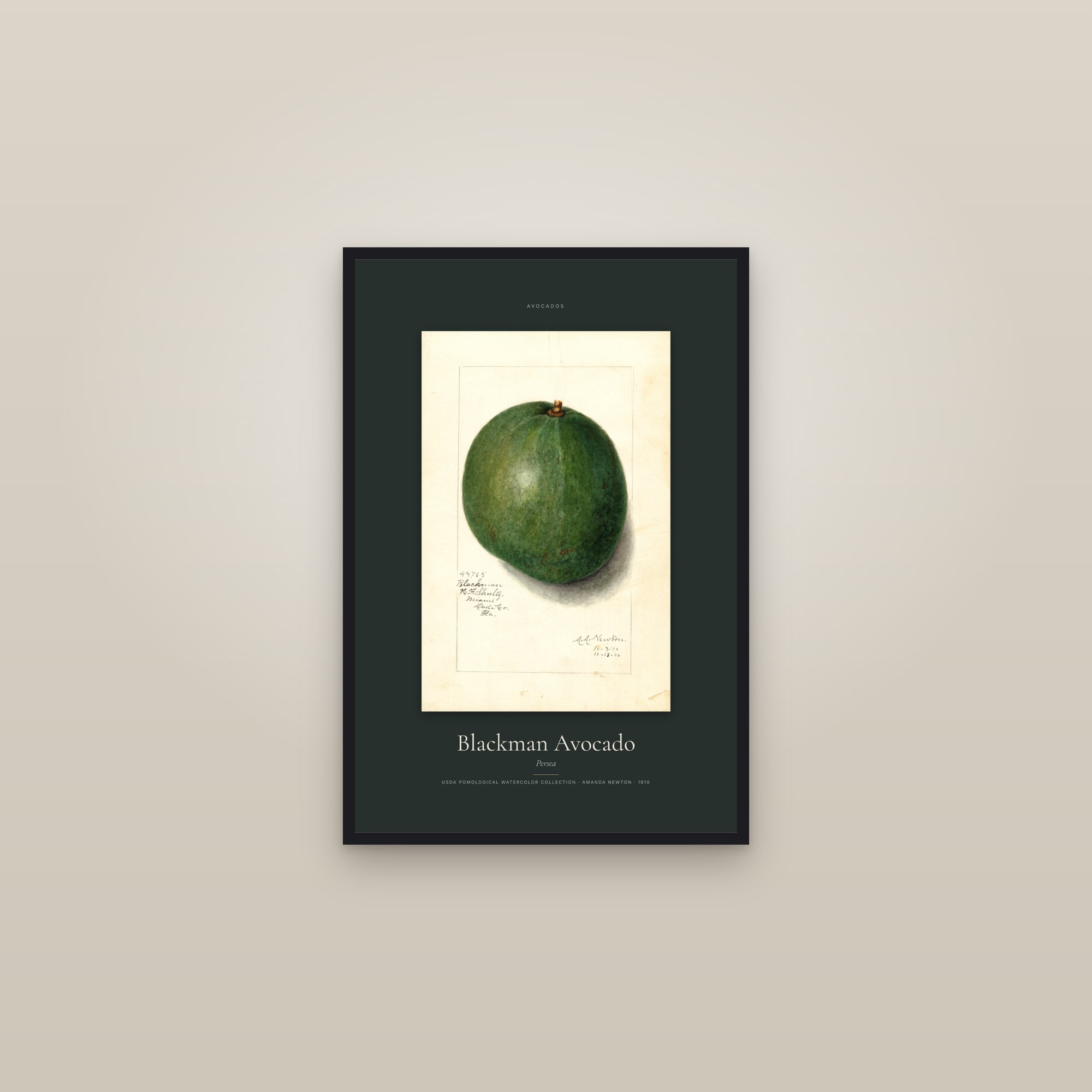 Blackman Avocado — Specimen — framed in a gallery setting