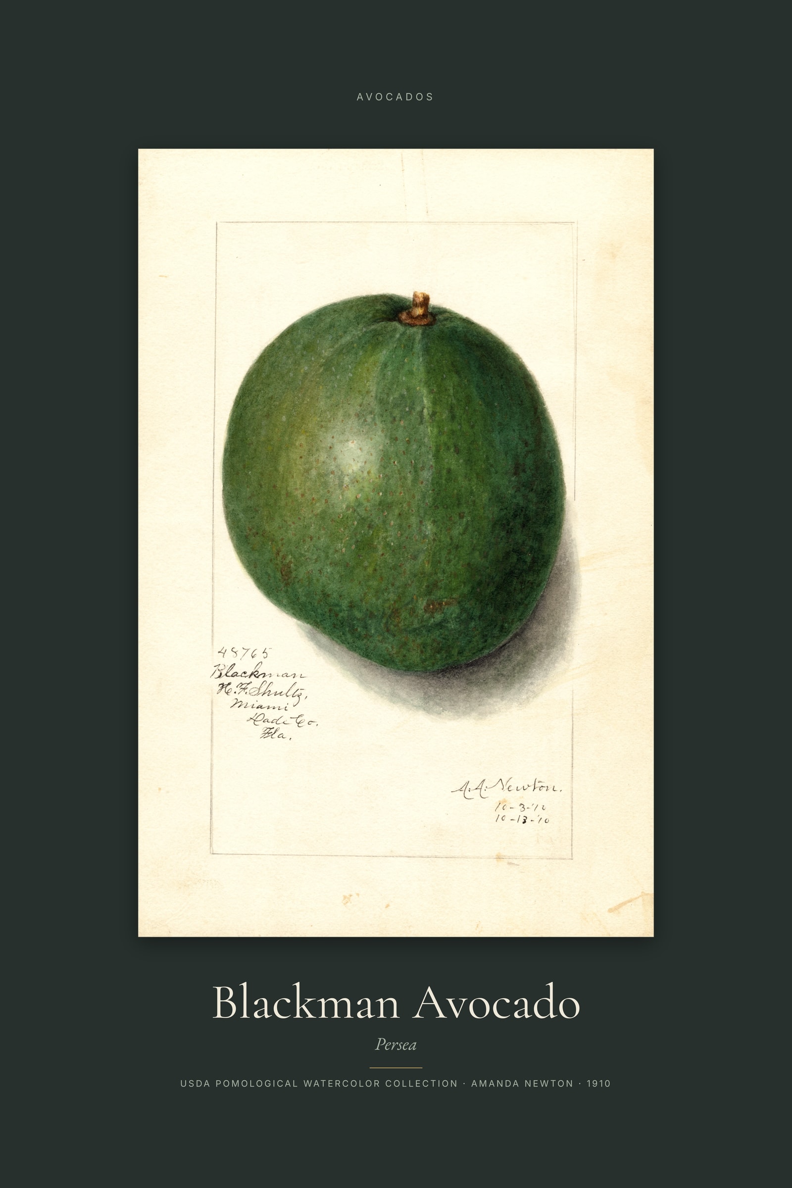 Blackman Avocado — Specimen