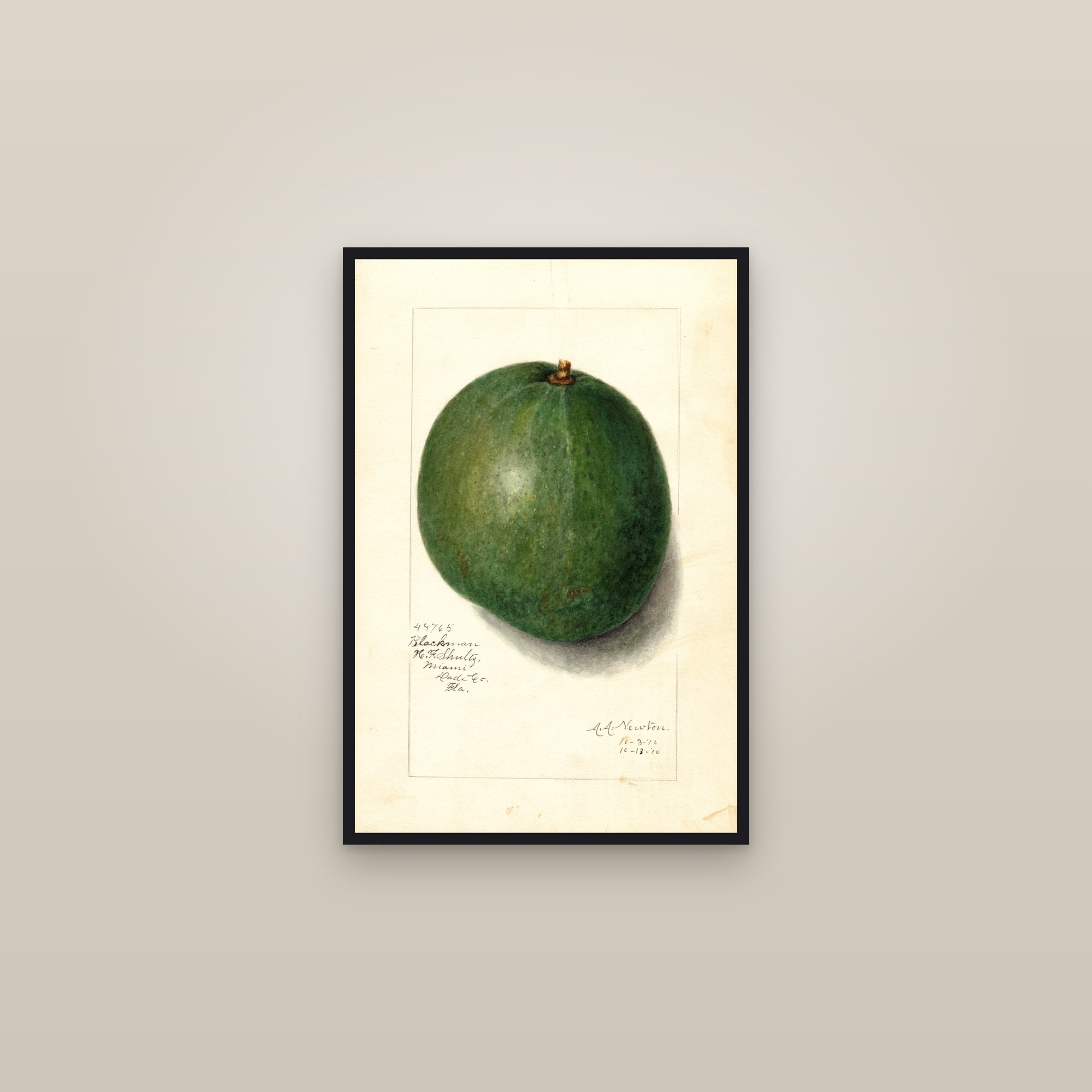 Blackman Avocado — framed in a gallery setting