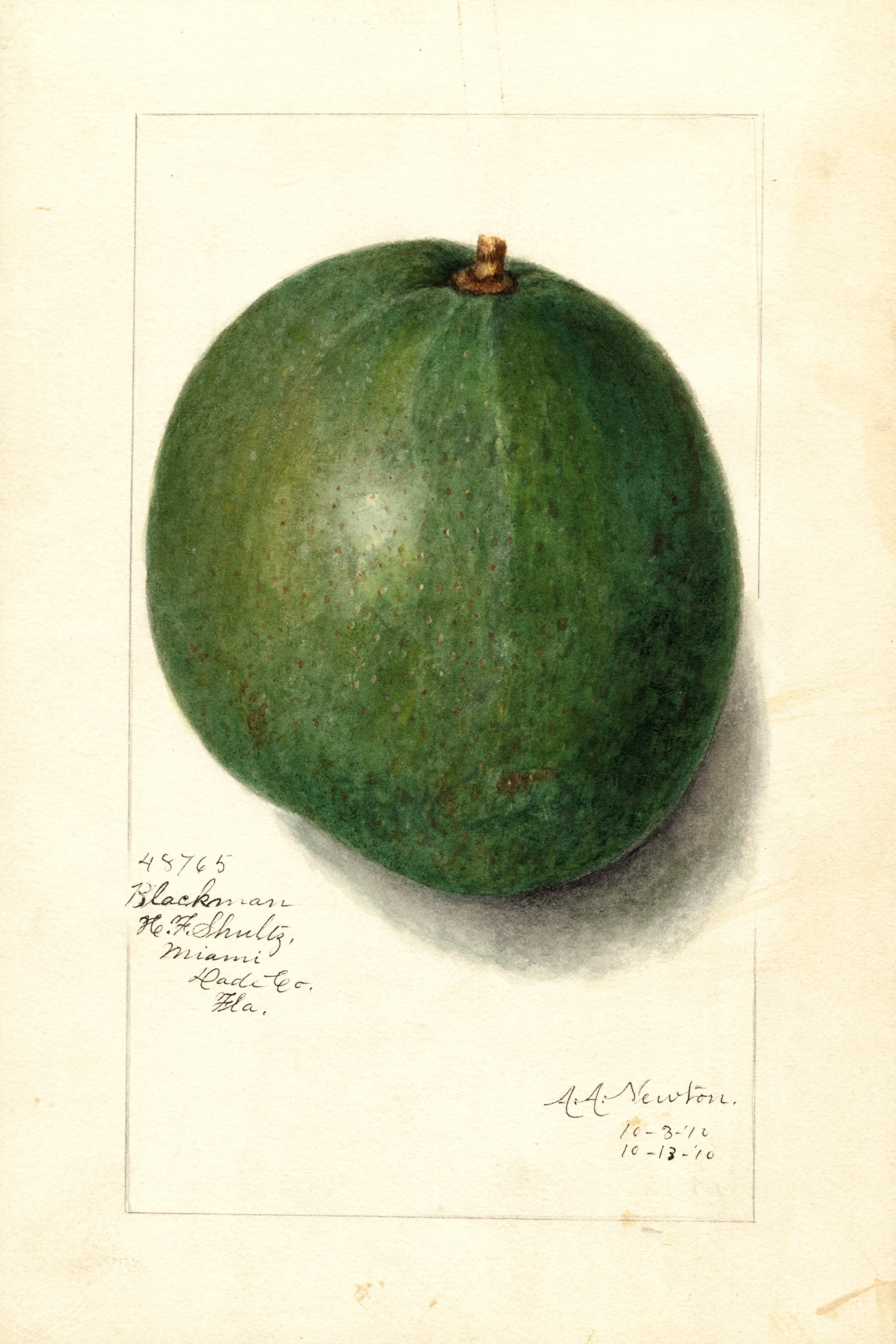 Blackman Avocado