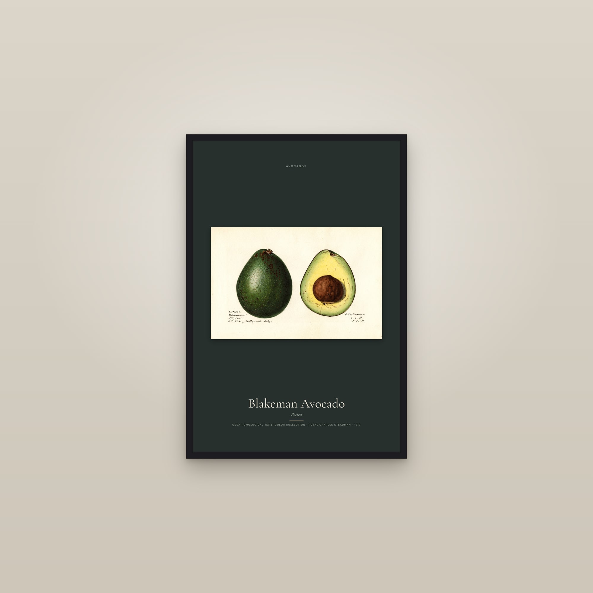 Blakeman Avocado — framed in a gallery setting