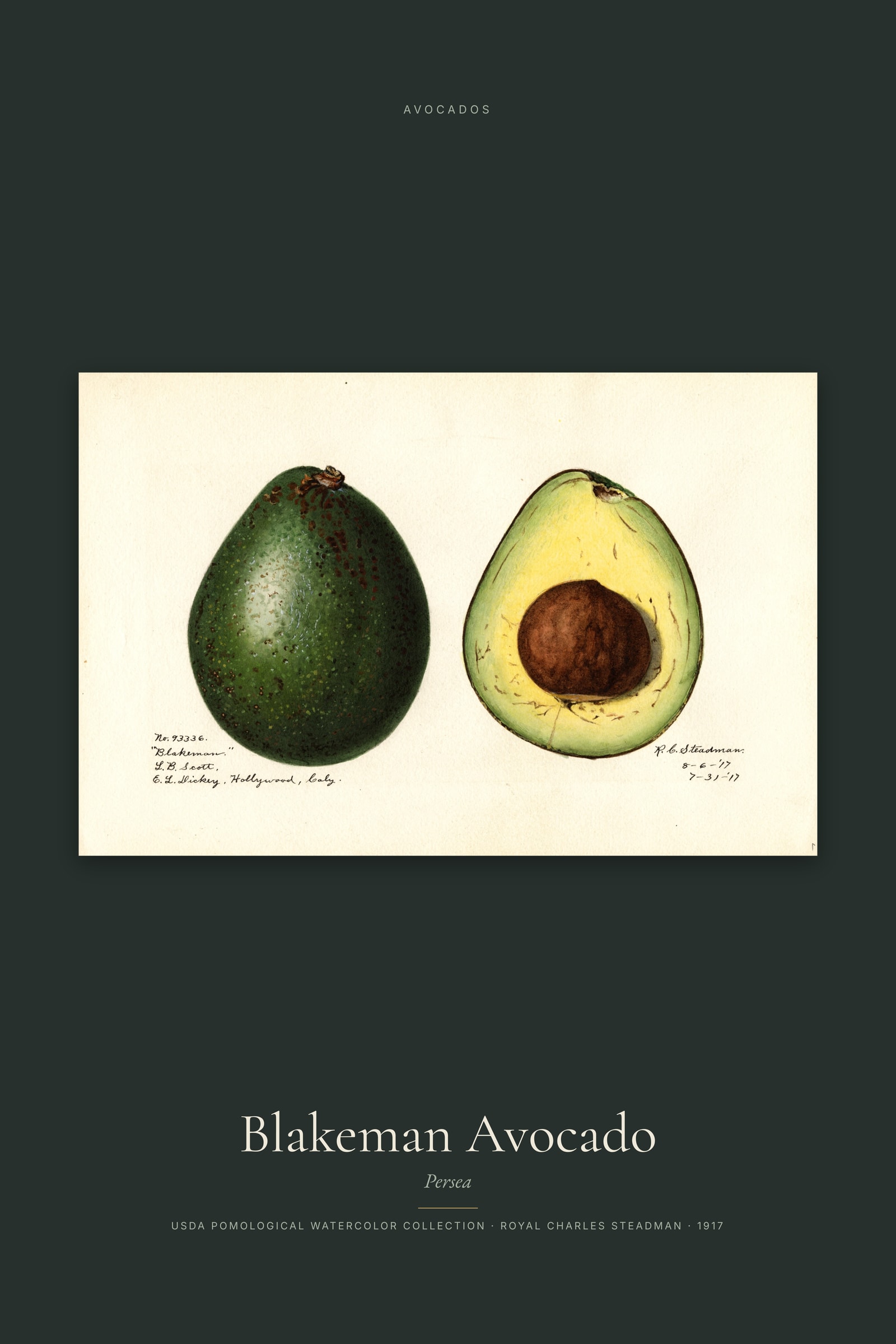 Blakeman Avocado