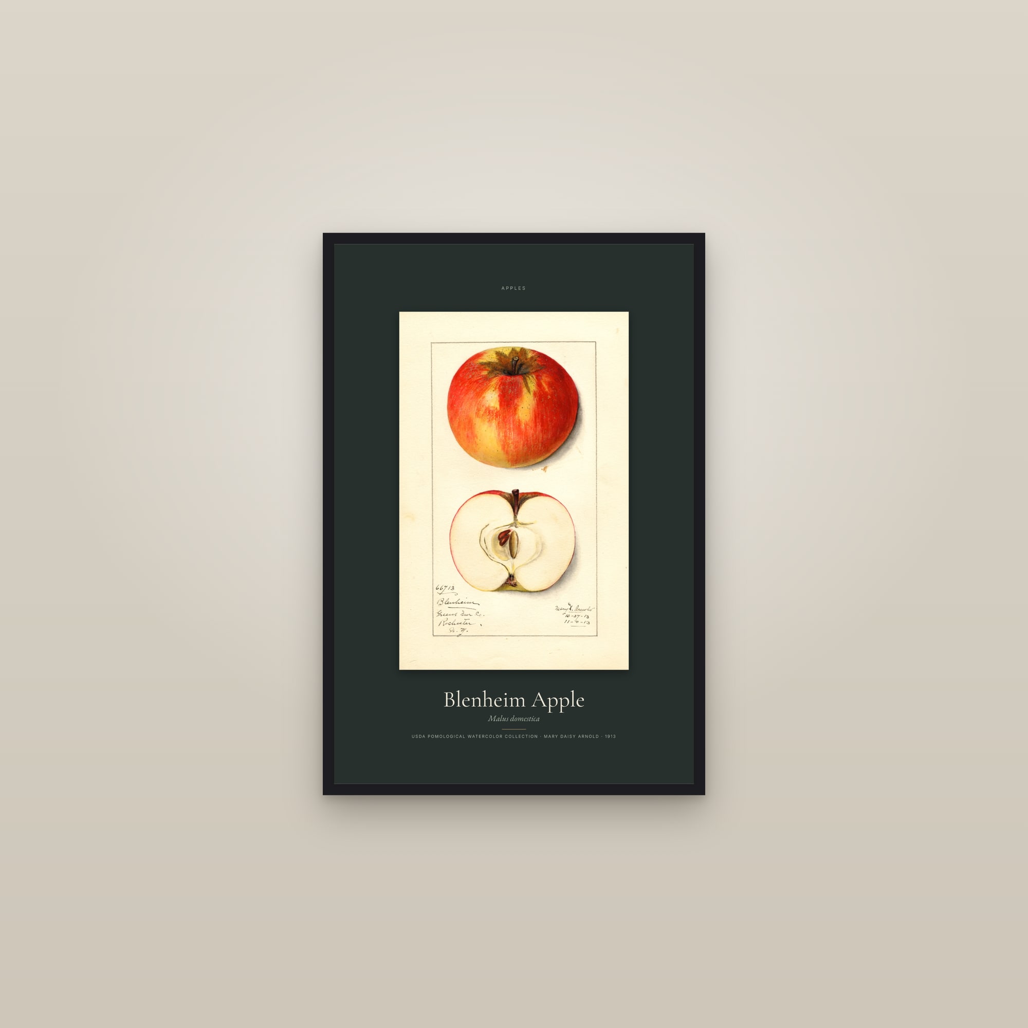 Blenheim Apple — Specimen — framed in a gallery setting