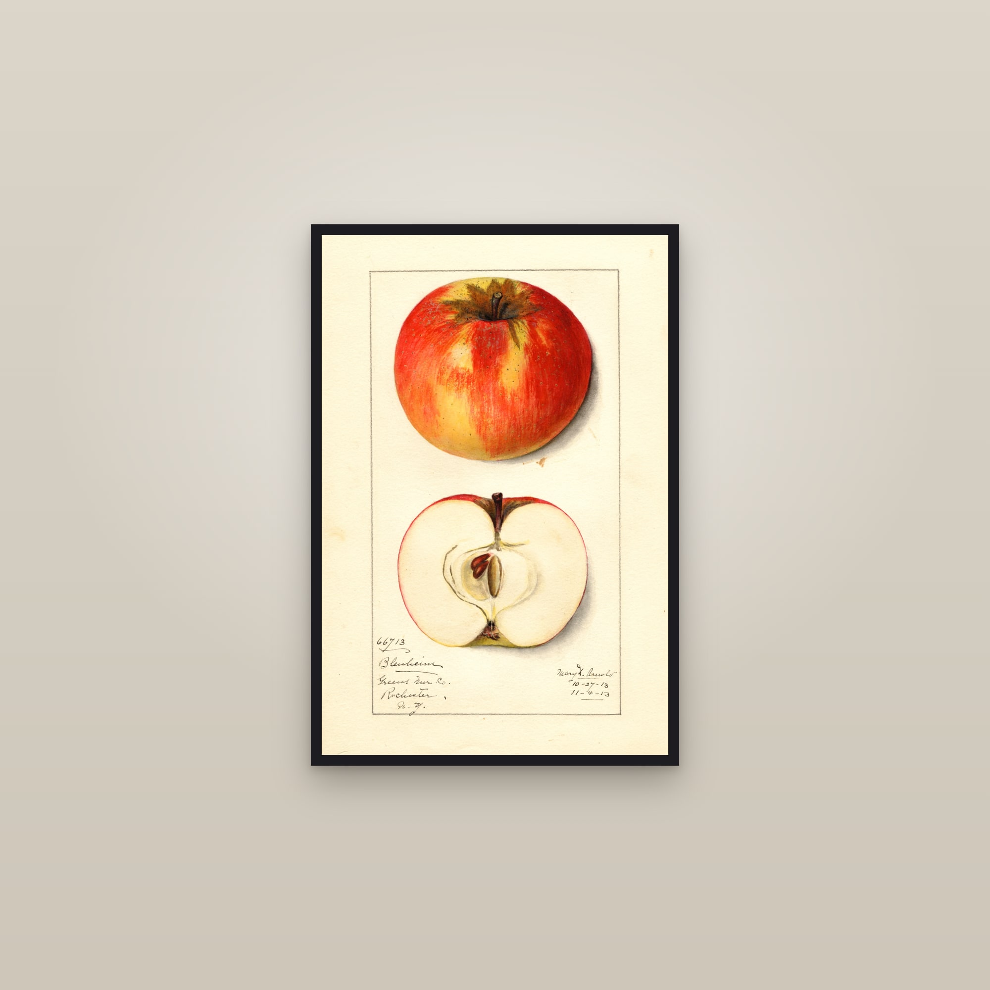 Blenheim Apple — framed in a gallery setting