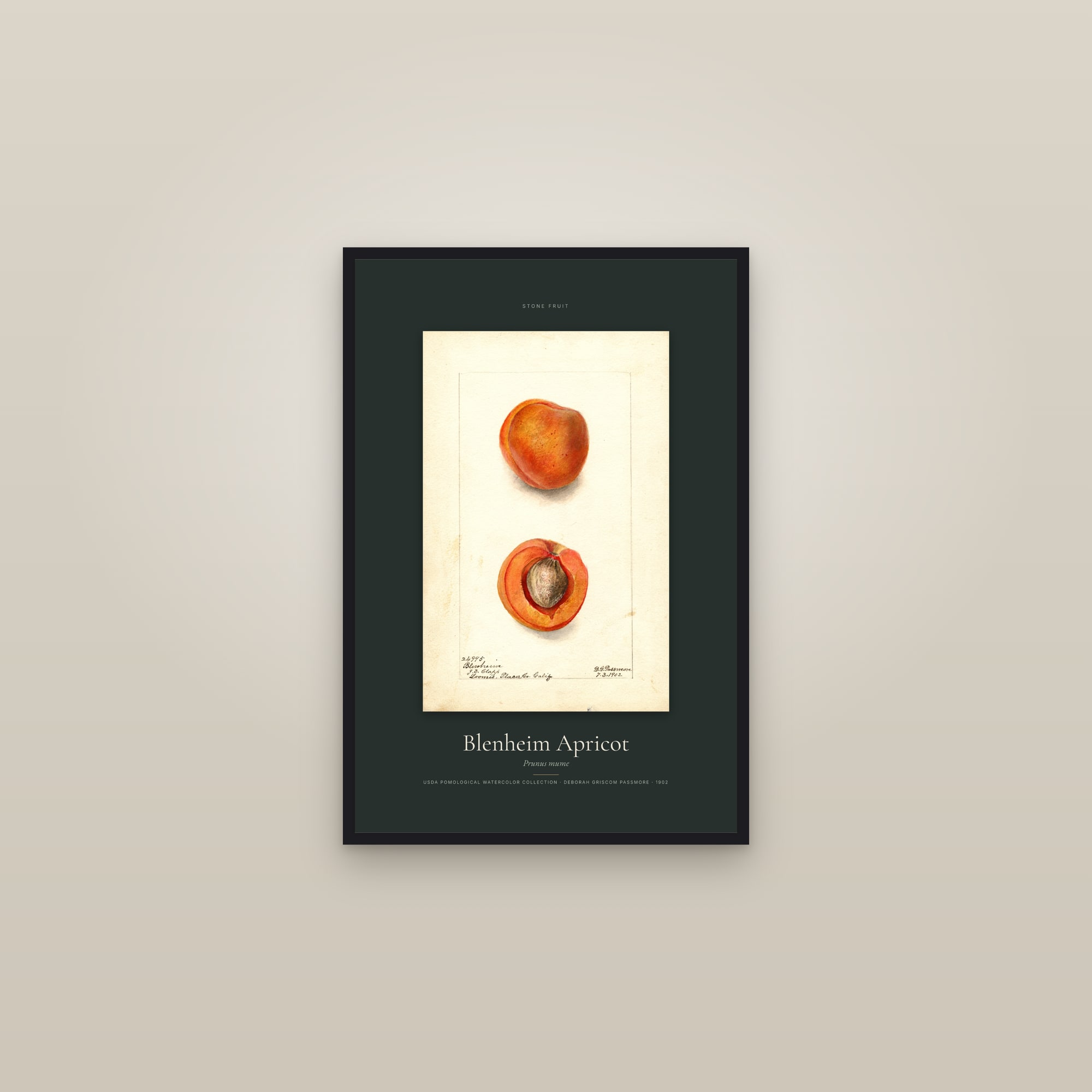 Blenheim Apricot — Specimen — framed in a gallery setting