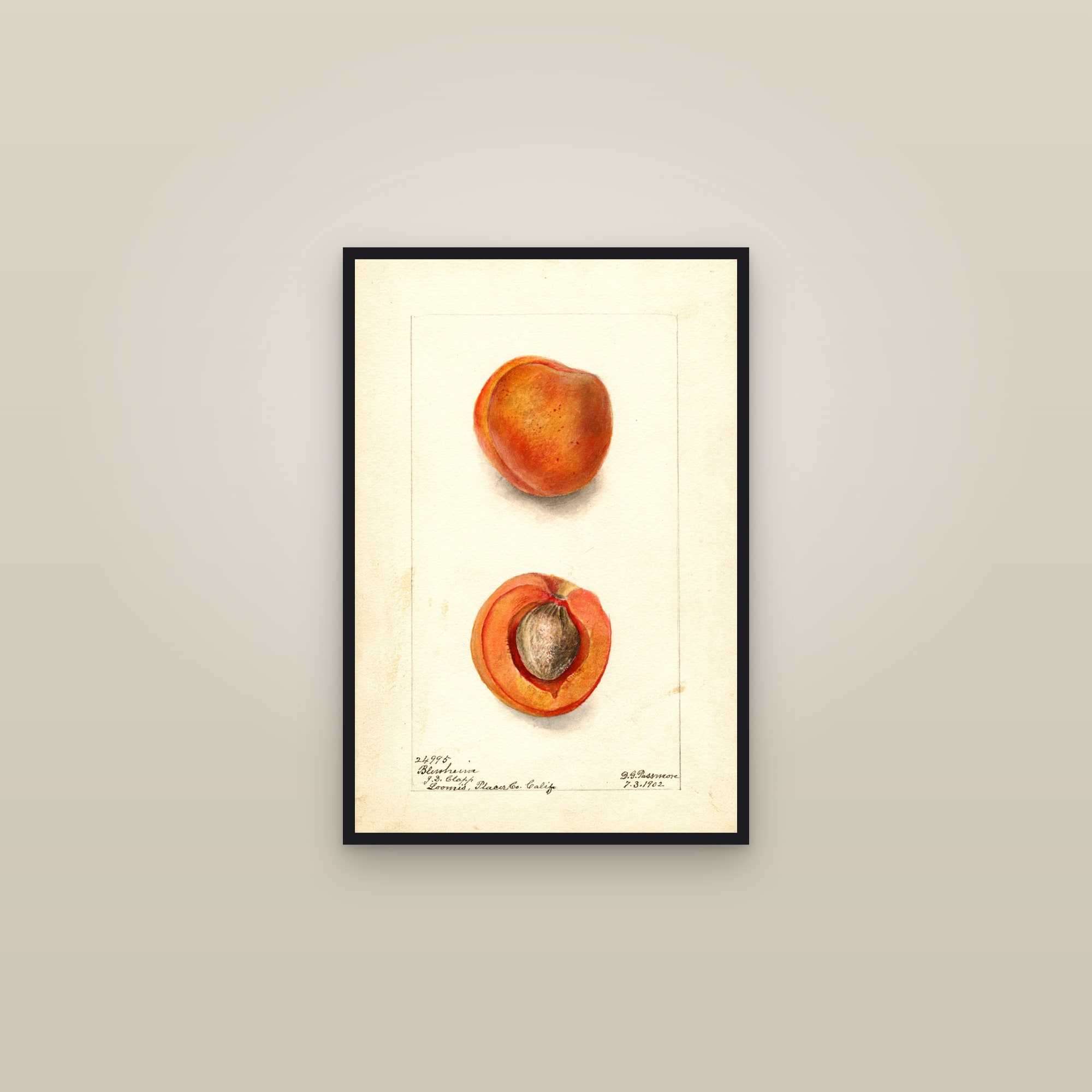 Blenheim Apricot — framed in a gallery setting