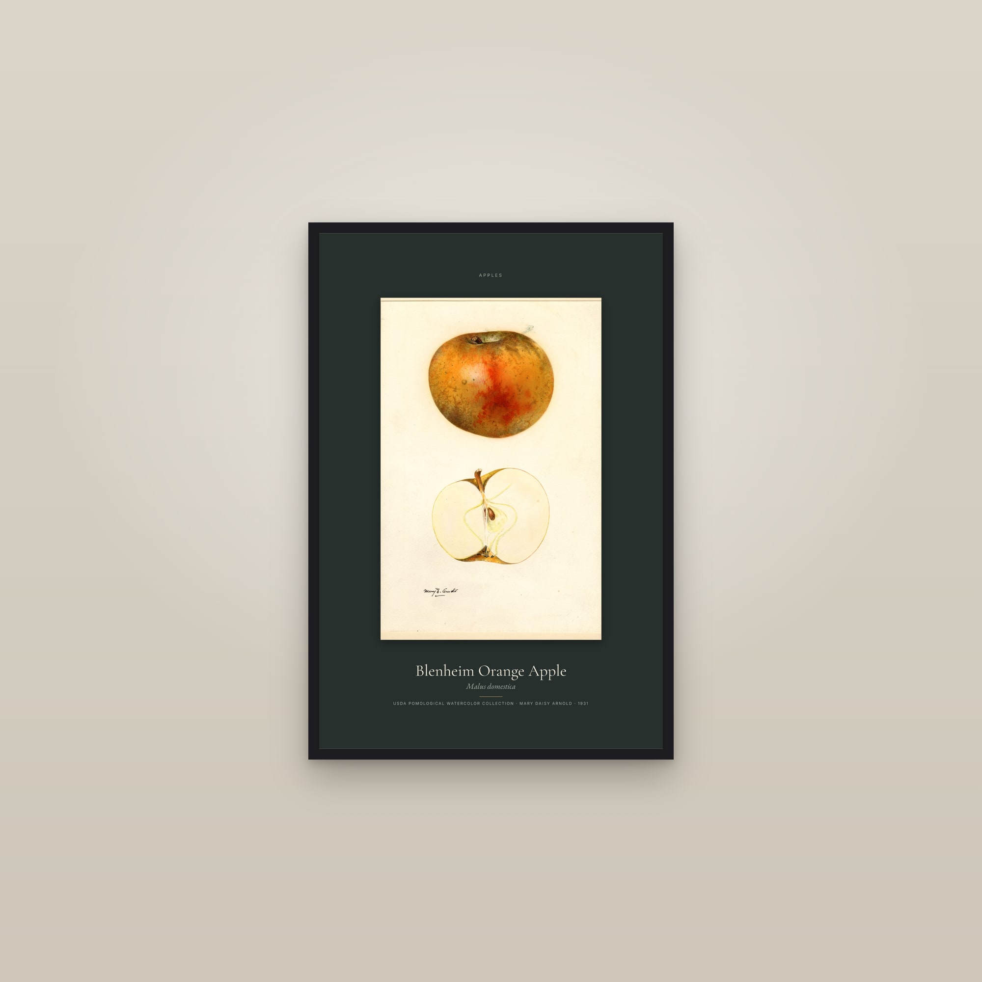 Blenheim Orange Apple — Specimen — framed in a gallery setting