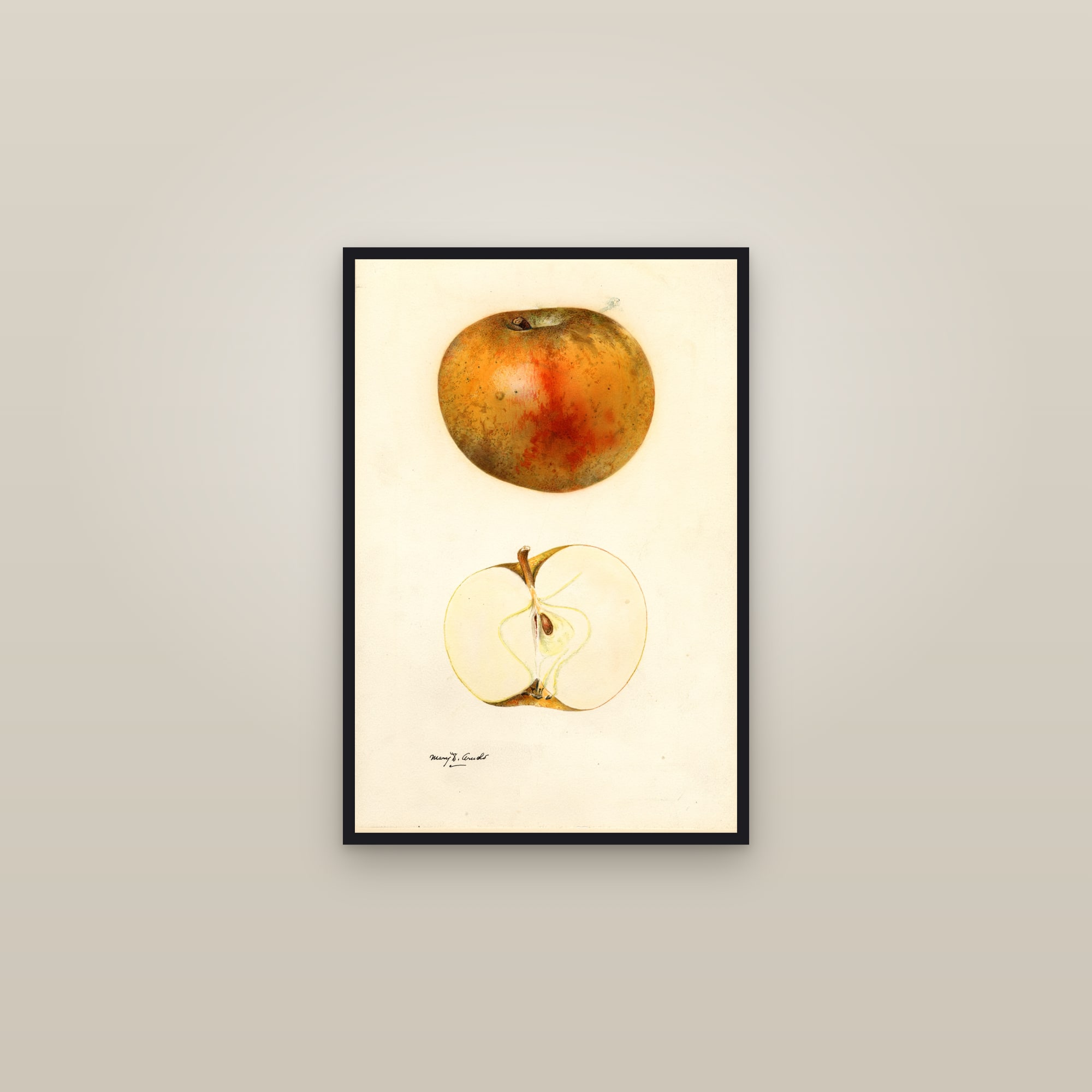 Blenheim Orange Apple — framed in a gallery setting