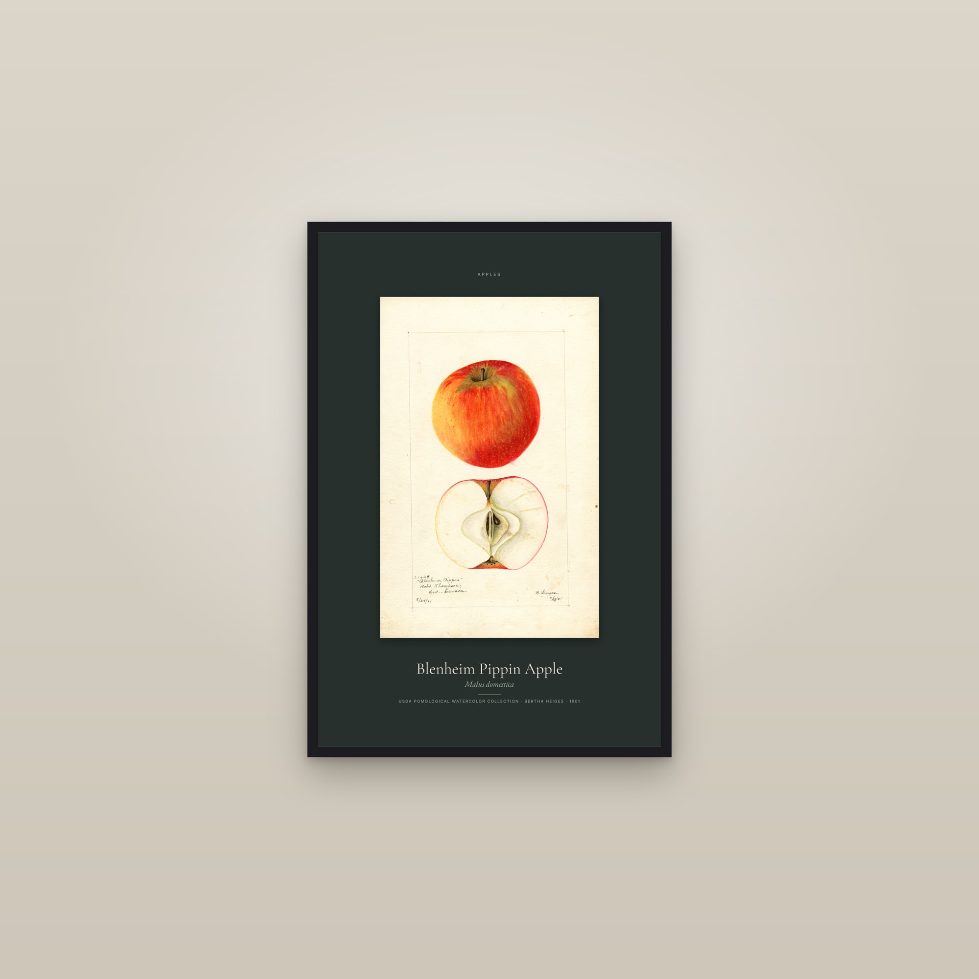 Blenheim Pippin Apple — Specimen — framed in a gallery setting