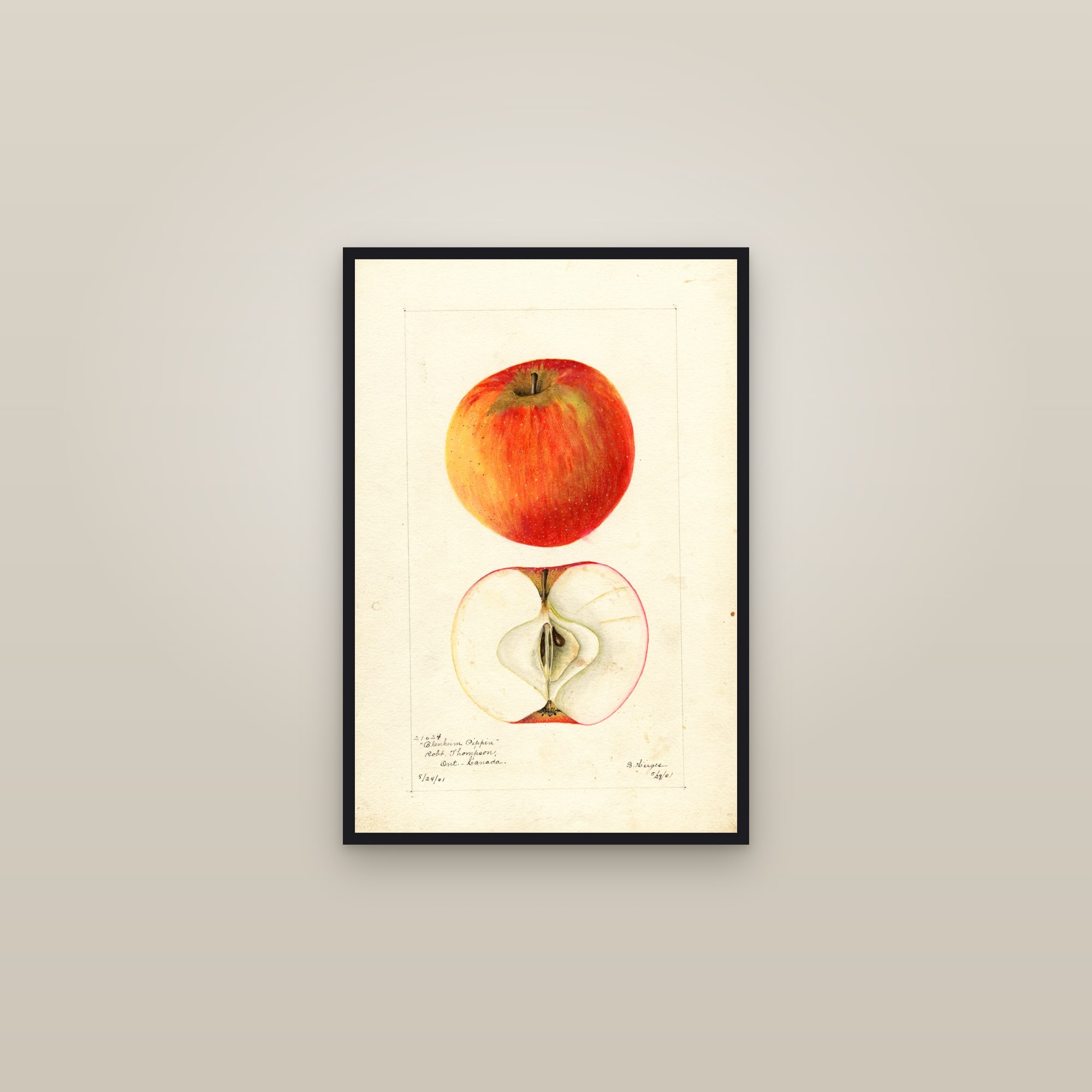 Blenheim Pippin Apple — framed in a gallery setting