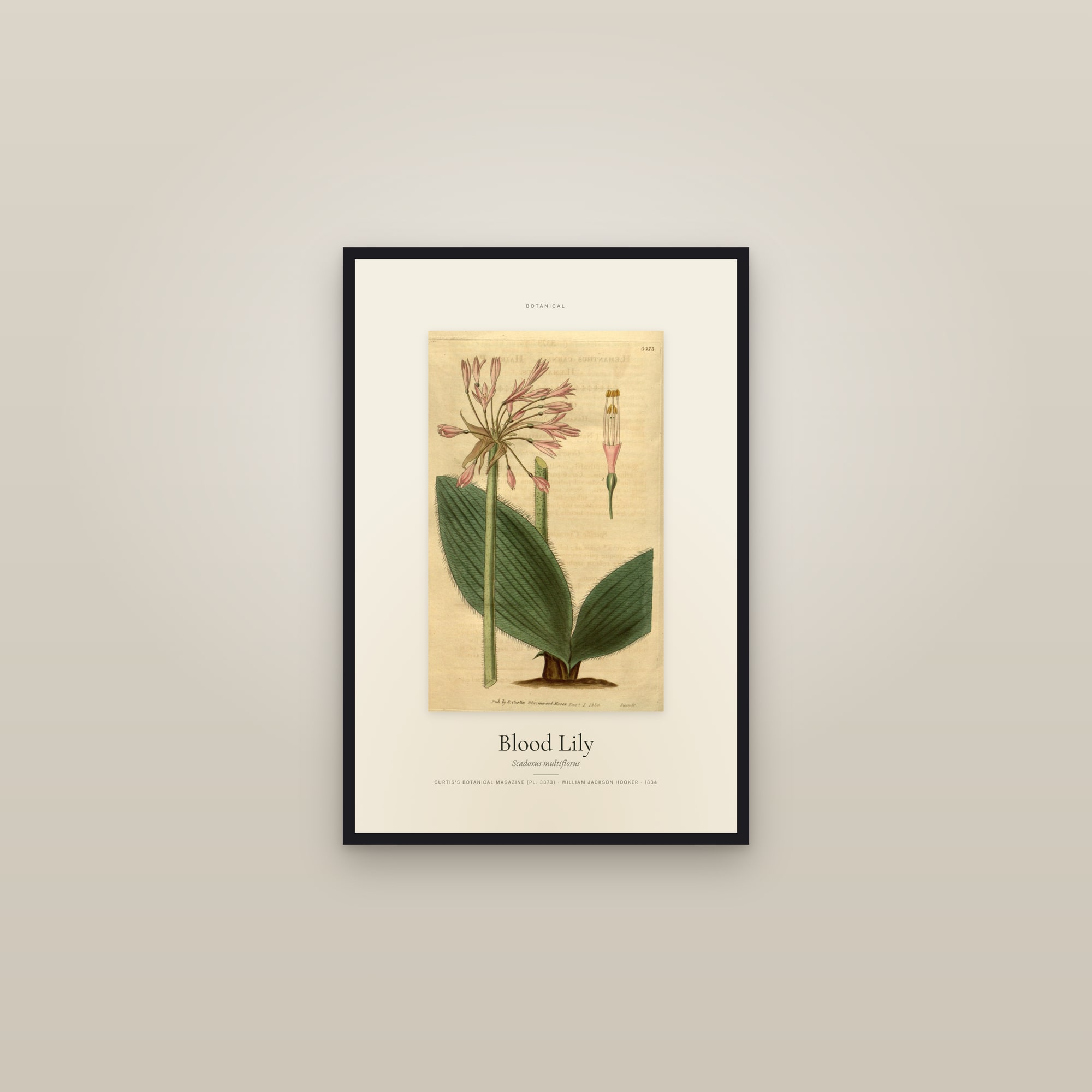 Blood Lily — Specimen — framed in a gallery setting