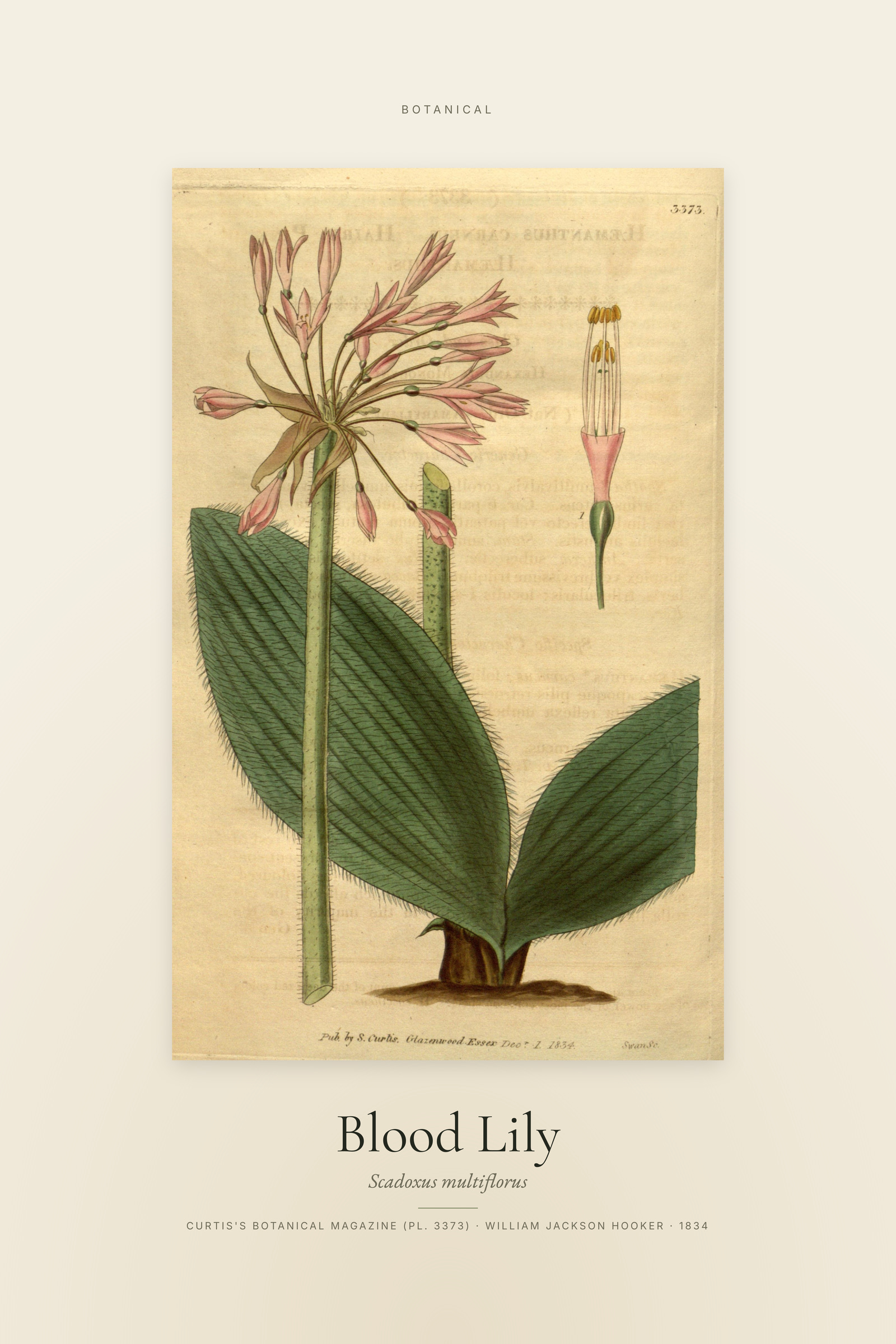 Blood Lily — Specimen