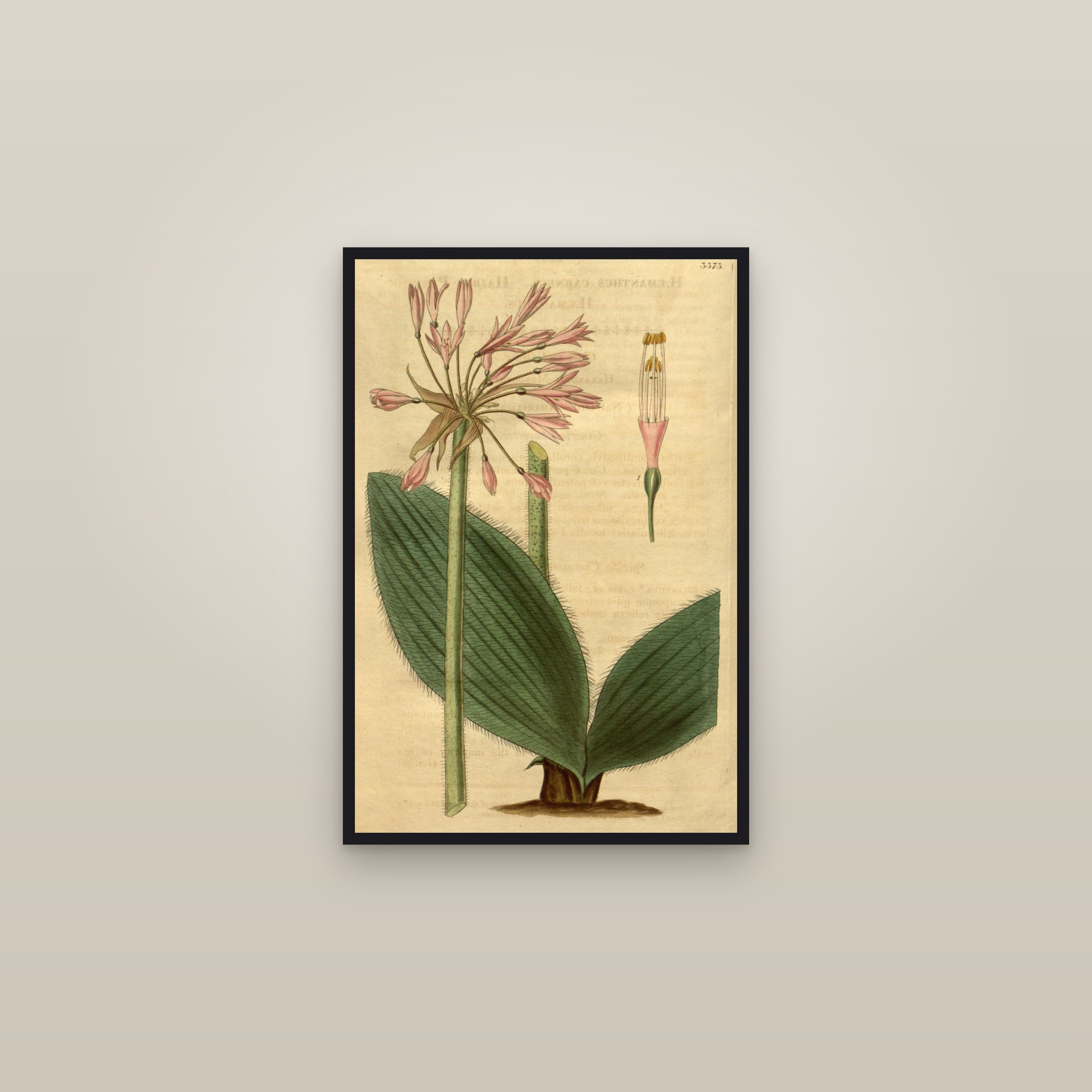 Blood Lily — framed in a gallery setting