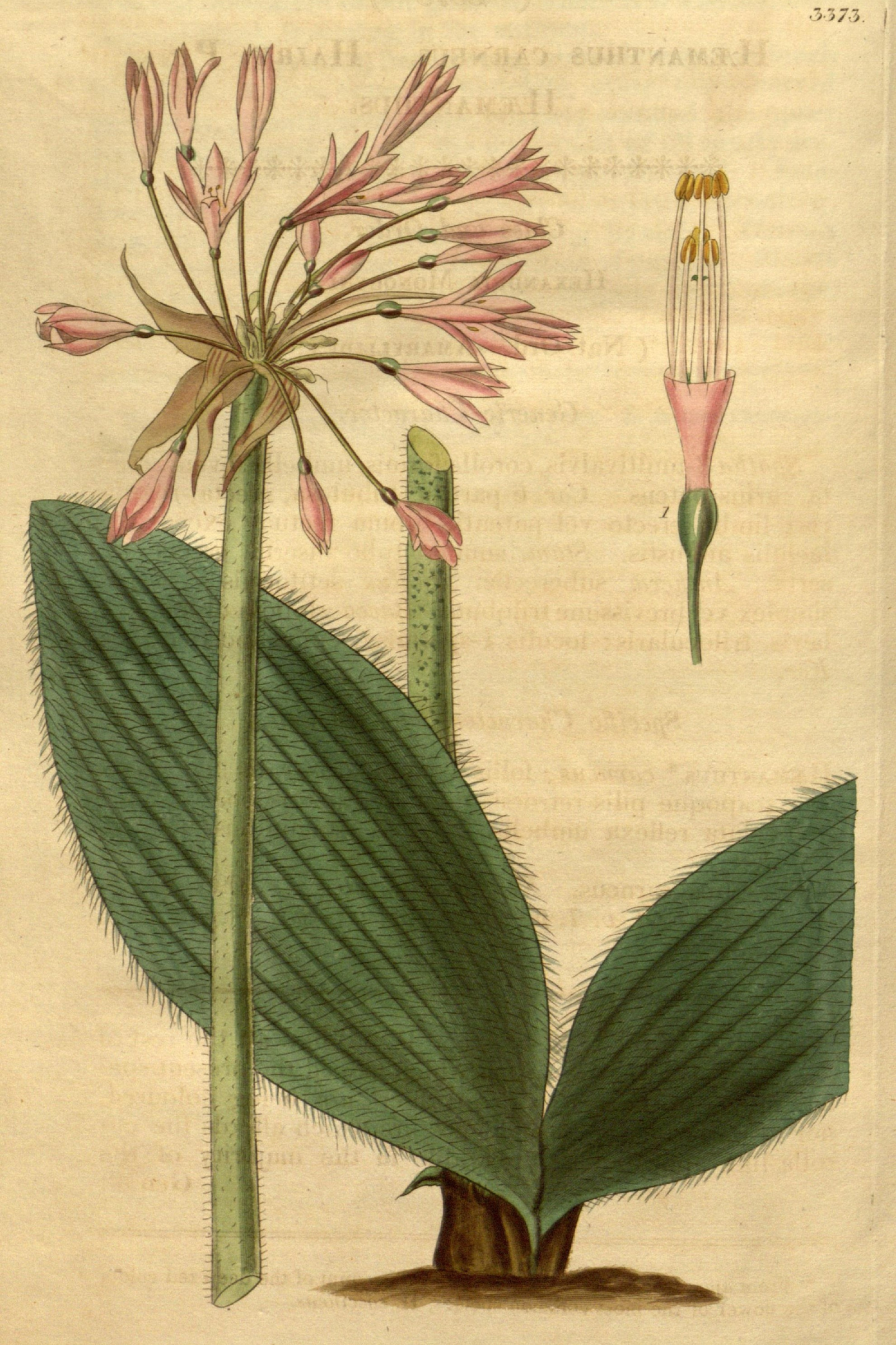 Blood Lily