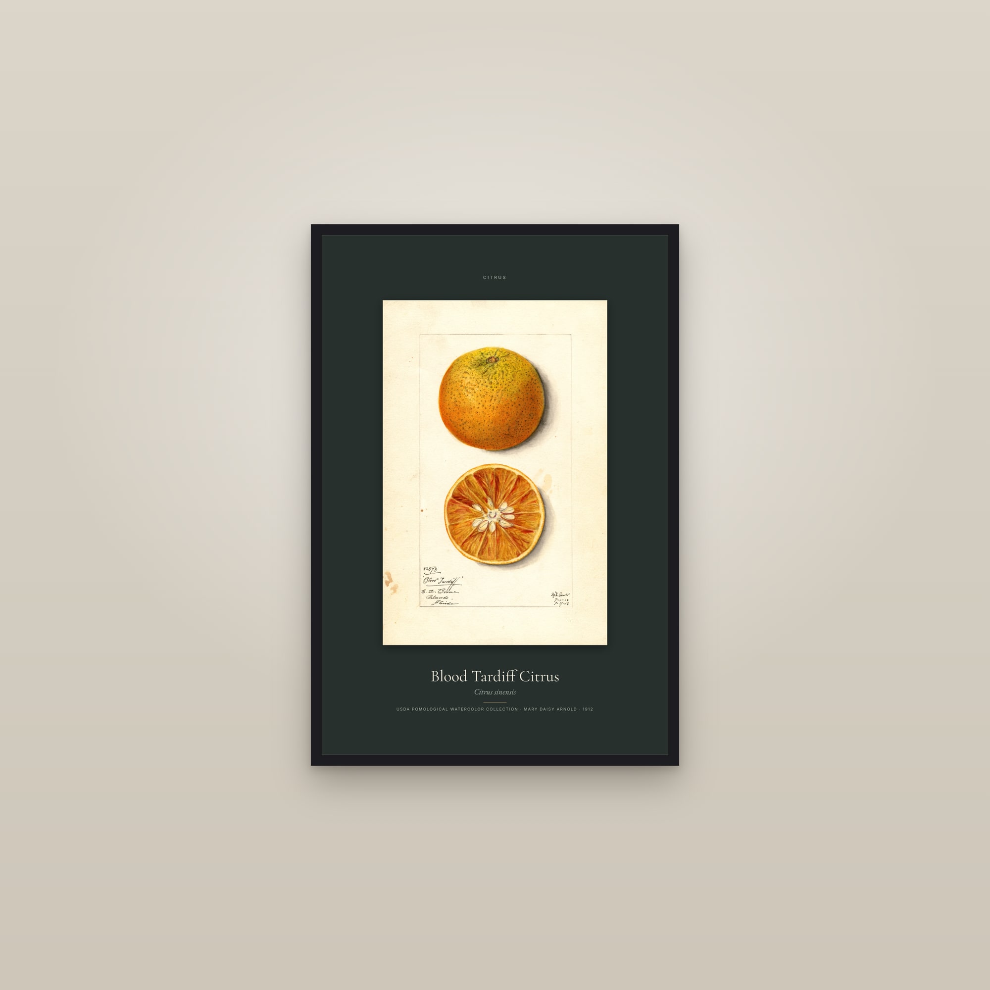 Blood Tardiff Citrus — Specimen — framed in a gallery setting