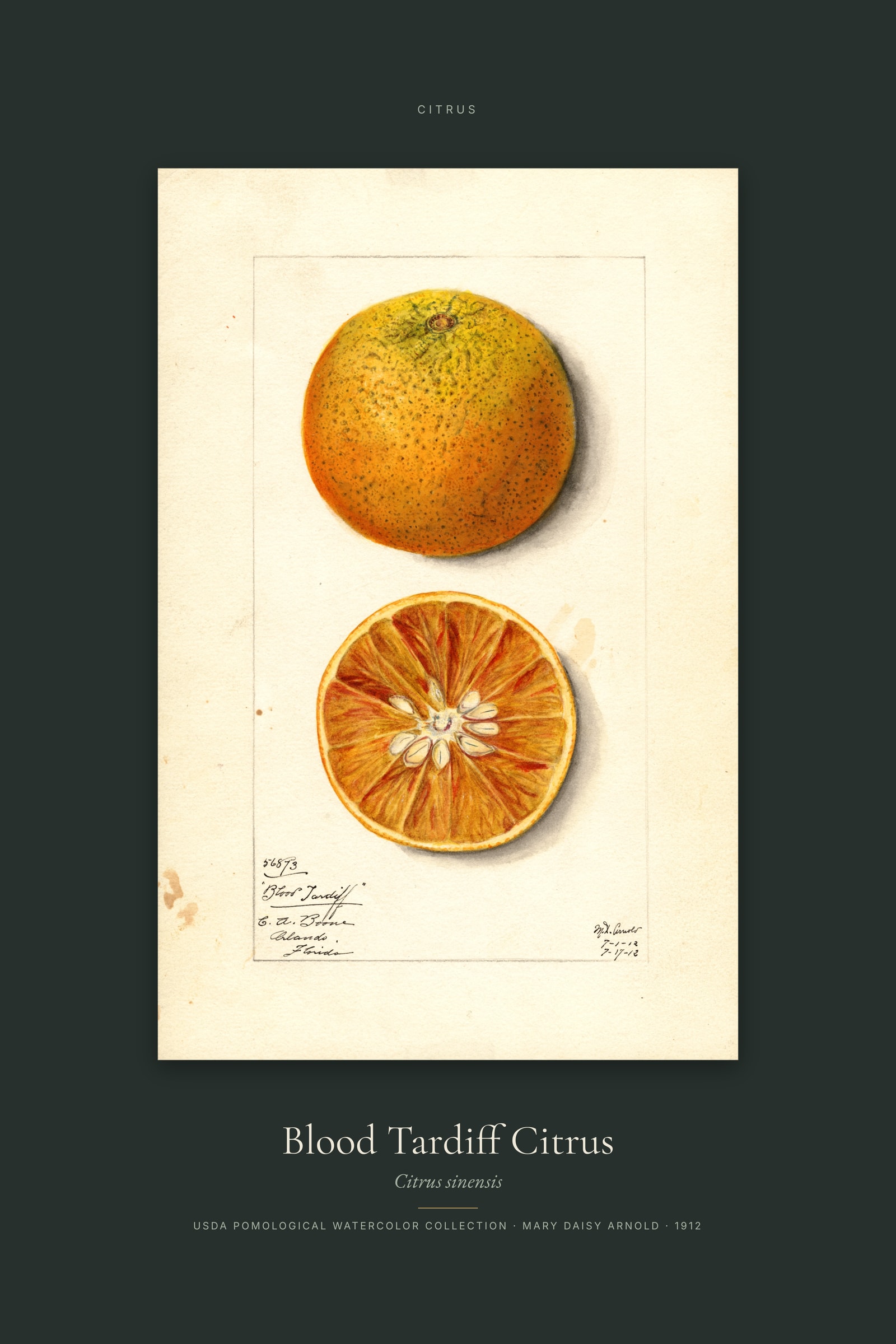 Blood Tardiff Citrus — Specimen