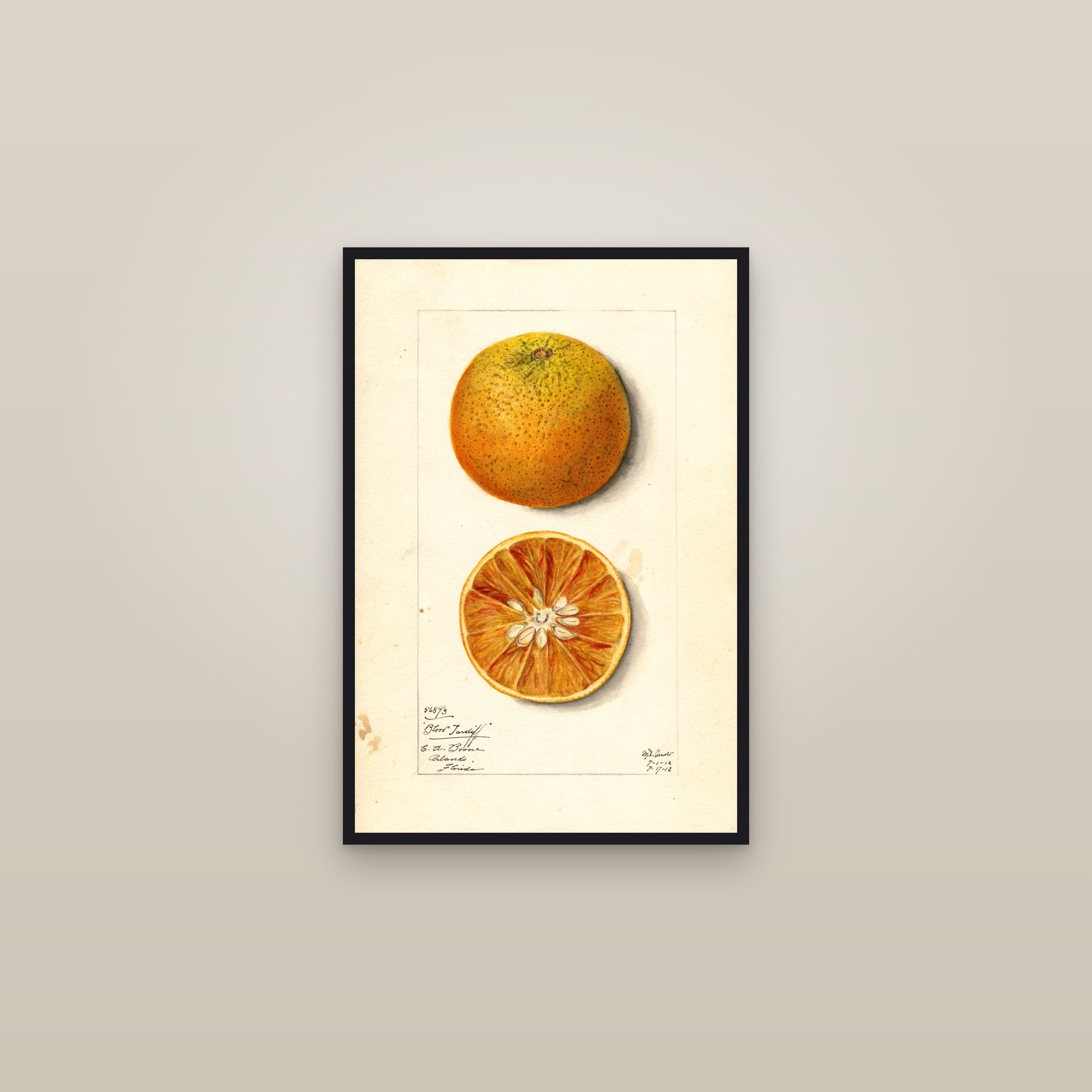 Blood Tardiff Citrus — framed in a gallery setting