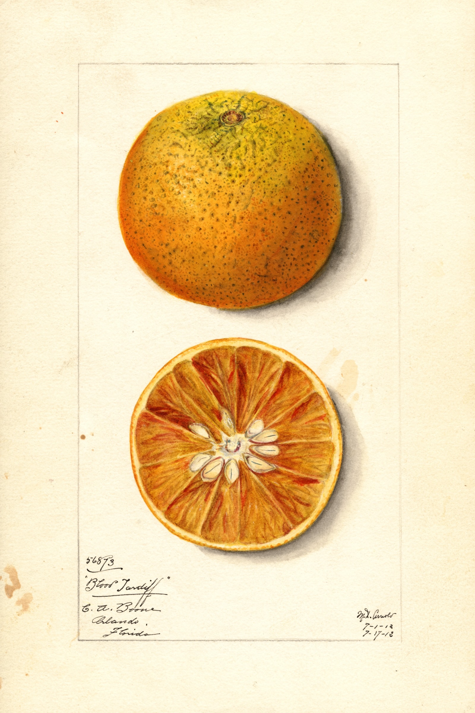 Blood Tardiff Citrus