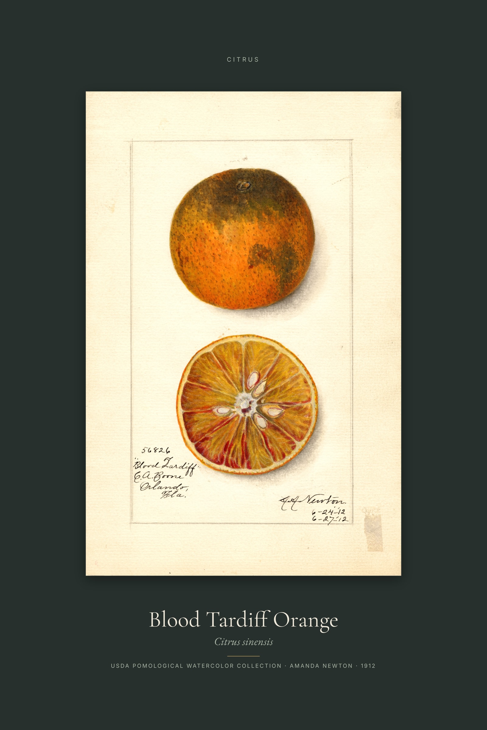 Blood Tardiff Orange — Specimen